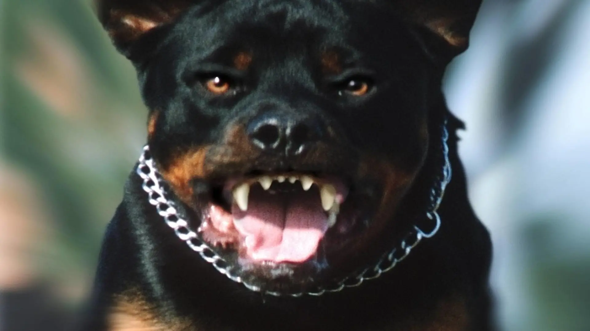 Rottweiler