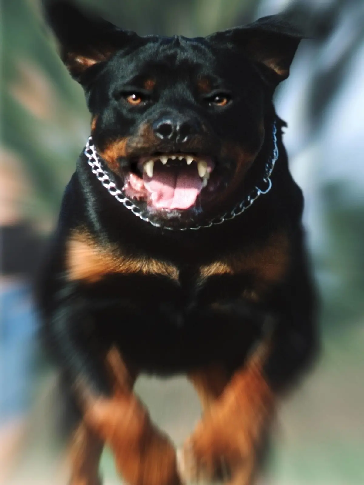 Rottweiler