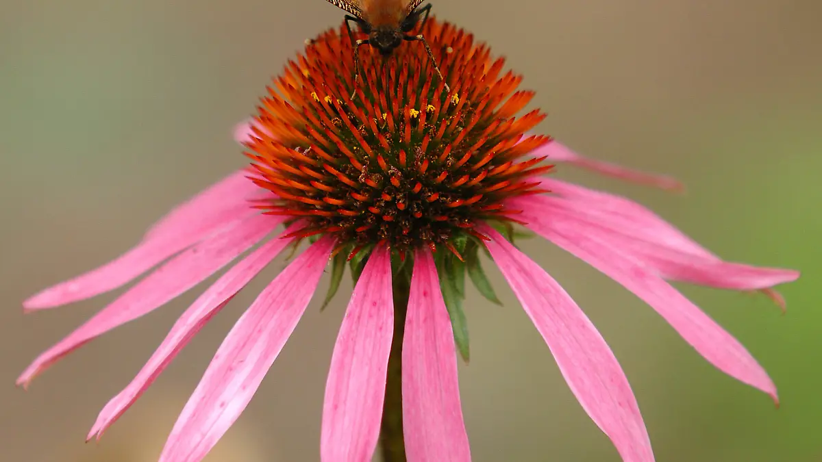 Ein Tagpfauenauge sitzt in einem Vorgarten in Frankfurt (Oder) auf der Blüte des Sonnenhuts (Foto vom 02.08.2005). Aus dem Sonnenhut (Rudbeckia laciniata) gewinnt die Pharma-Industrie einen Saft (Echinacea), der besonders die körpereigene Abwehr gegen Erkältungskrankheiten stärken soll. Das Hausmittel Echinacea, mit dem sich Millionen Menschen in Europa und Nordamerika jeden Winter vor Erkältungen zu schützen versuchen, ist aber de facto wirkungslos. Das ist das Ergebnis einer großen, wissenschaftlich fundierten US-Studie, die das "New England Journal of Medicine" am 28. Juli 2005 veröffentlicht hat. Die Studie kommt zu dem Schluß, dass endlich aufgehört werden müsse, Echinacea irgendeine Wirkung zuzuschreiben. Foto: Patrick Pleul/lbn (zu Meldung dpa 0903 vom 28.07.2005) +++(c) dpa - Report+++