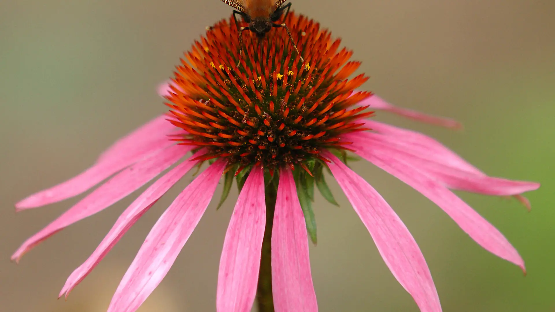 Ein Tagpfauenauge sitzt in einem Vorgarten in Frankfurt (Oder) auf der Blüte des Sonnenhuts (Foto vom 02.08.2005). Aus dem Sonnenhut (Rudbeckia laciniata) gewinnt die Pharma-Industrie einen Saft (Echinacea), der besonders die körpereigene Abwehr gegen Erkältungskrankheiten stärken soll. Das Hausmittel Echinacea, mit dem sich Millionen Menschen in Europa und Nordamerika jeden Winter vor Erkältungen zu schützen versuchen, ist aber de facto wirkungslos. Das ist das Ergebnis einer großen, wissenschaftlich fundierten US-Studie, die das "New England Journal of Medicine" am 28. Juli 2005 veröffentlicht hat. Die Studie kommt zu dem Schluß, dass endlich aufgehört werden müsse, Echinacea irgendeine Wirkung zuzuschreiben. Foto: Patrick Pleul/lbn (zu Meldung dpa 0903 vom 28.07.2005) +++(c) dpa - Report+++