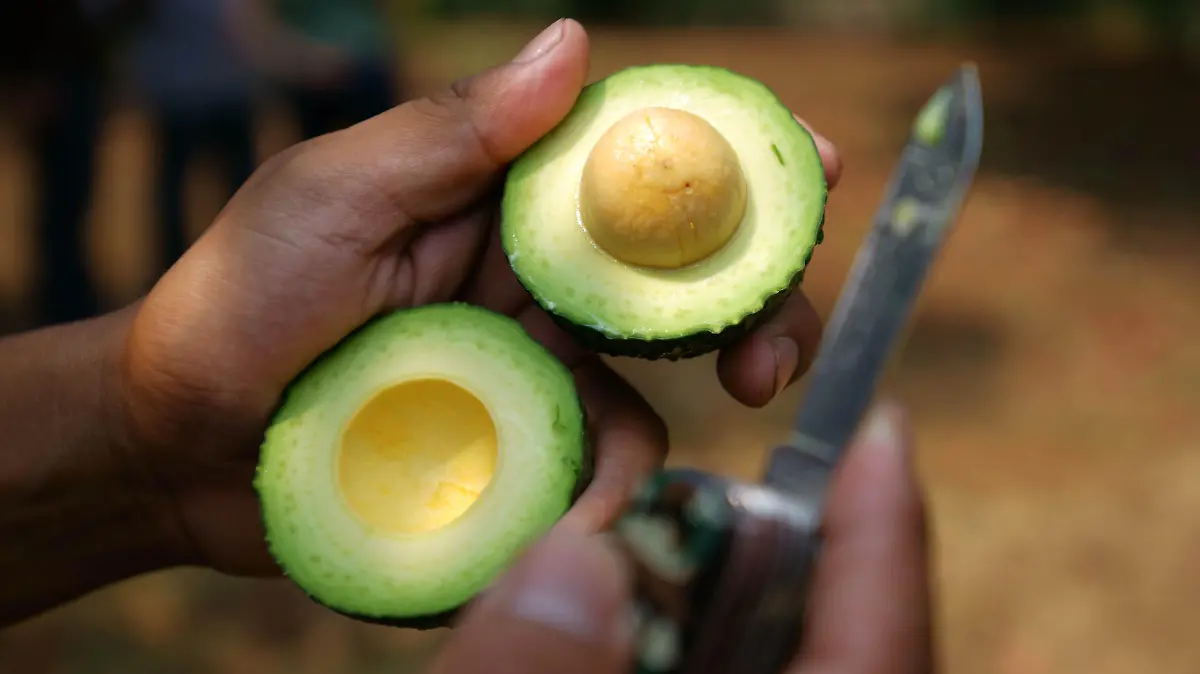 (170608) -- URUAPAN, June 8, 2017 () -- Photo taken on June 3, 2017 shows a producer displaying an avocado at Avo Hass, one of the eight avocado packing plants in Uruapanat, in the state of Michoacan, Mexico. Michoacan produced nearly 1.5 million tons of avocado in 2016, according to the federal government's annual agricultural records. Uruapan, accounted for 10.5 percent of the state's total production of the so-called "green gold," as the vegetable-like fruit is called in Mexico.(/David de la Paz) (ma) (rtg)(gj)