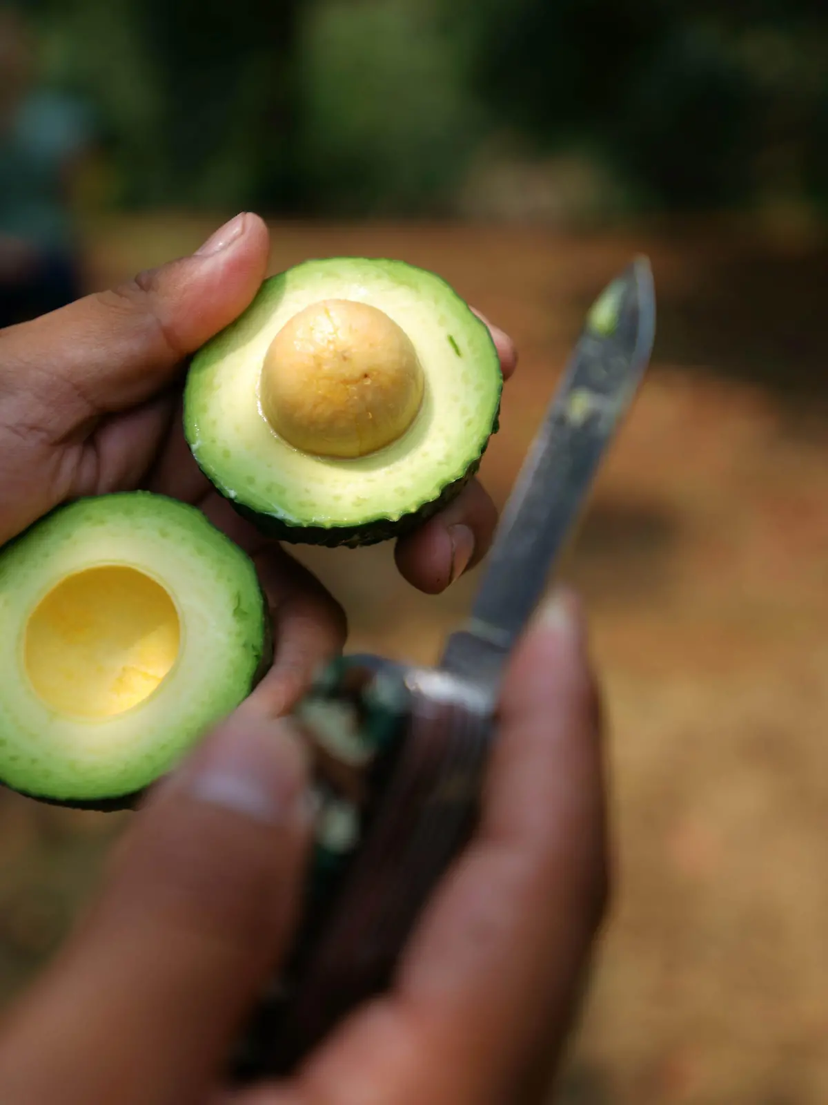 (170608) -- URUAPAN, June 8, 2017 () -- Photo taken on June 3, 2017 shows a producer displaying an avocado at Avo Hass, one of the eight avocado packing plants in Uruapanat, in the state of Michoacan, Mexico. Michoacan produced nearly 1.5 million tons of avocado in 2016, according to the federal government's annual agricultural records. Uruapan, accounted for 10.5 percent of the state's total production of the so-called "green gold," as the vegetable-like fruit is called in Mexico.(/David de la Paz) (ma) (rtg)(gj)