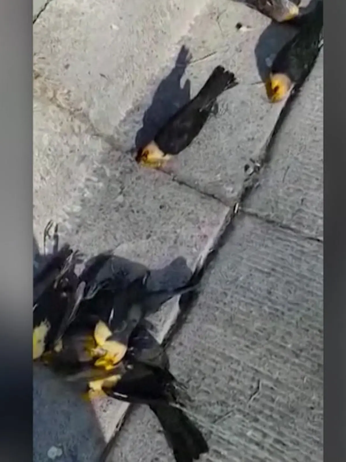 Diese Sicherheitsaufnahmen aus dem nordmexikanischen Chihuahua zeigen einen Vogelschwarm, der wie eine schwarze Wolke plötzlich aus dem Nichts auf dem Bildschirm erscheint. Tausende Amseln stürzen hier einfach zu Boden - hunderte sterben durch den Aufprall. Die genaue Todesursache ist jedoch noch nicht geklärt.