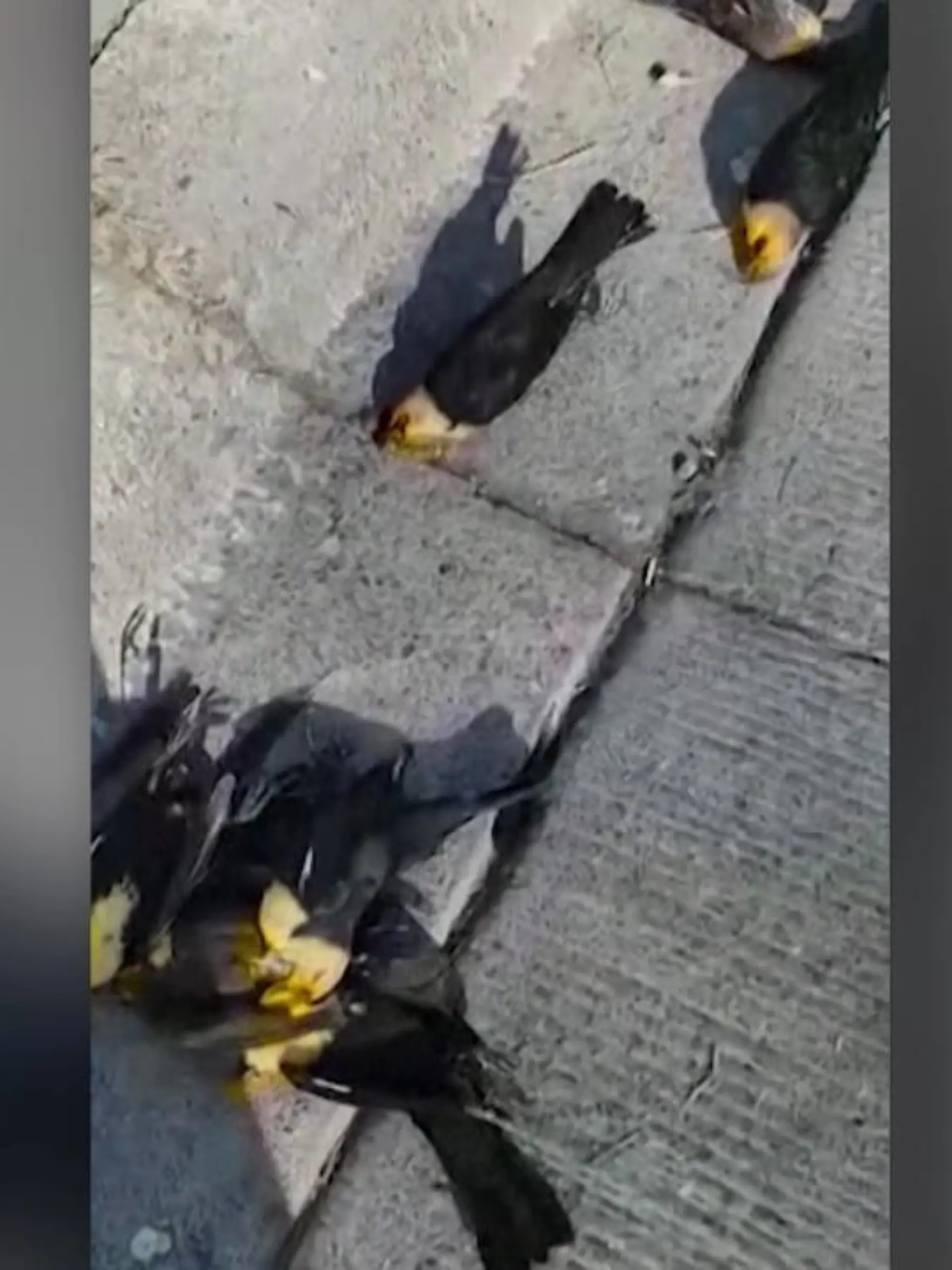 Diese Sicherheitsaufnahmen aus dem nordmexikanischen Chihuahua zeigen einen Vogelschwarm, der wie eine schwarze Wolke plötzlich aus dem Nichts auf dem Bildschirm erscheint. Tausende Amseln stürzen hier einfach zu Boden - hunderte sterben durch den Aufprall. Die genaue Todesursache ist jedoch noch nicht geklärt.