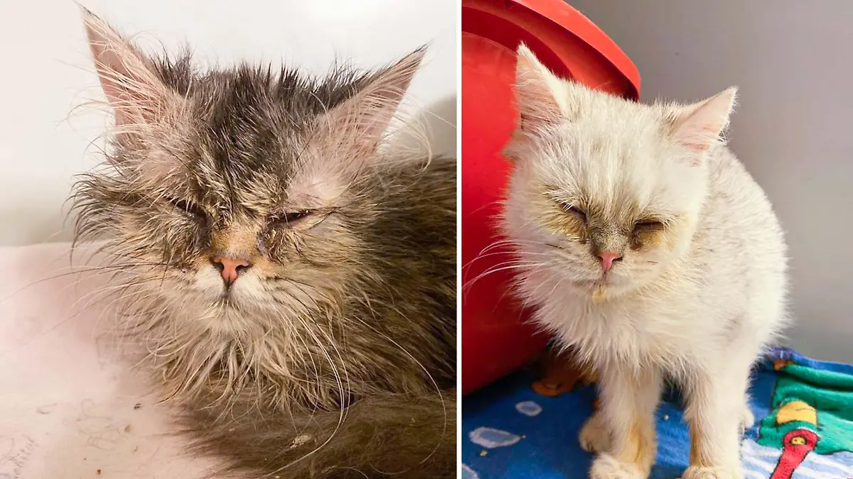 Im Tierheim Köln-Dellbrück wurden vor wenigen Tagen elf Rassekatzen abgegeben, die sich in einem kritischen Zustand befinden.