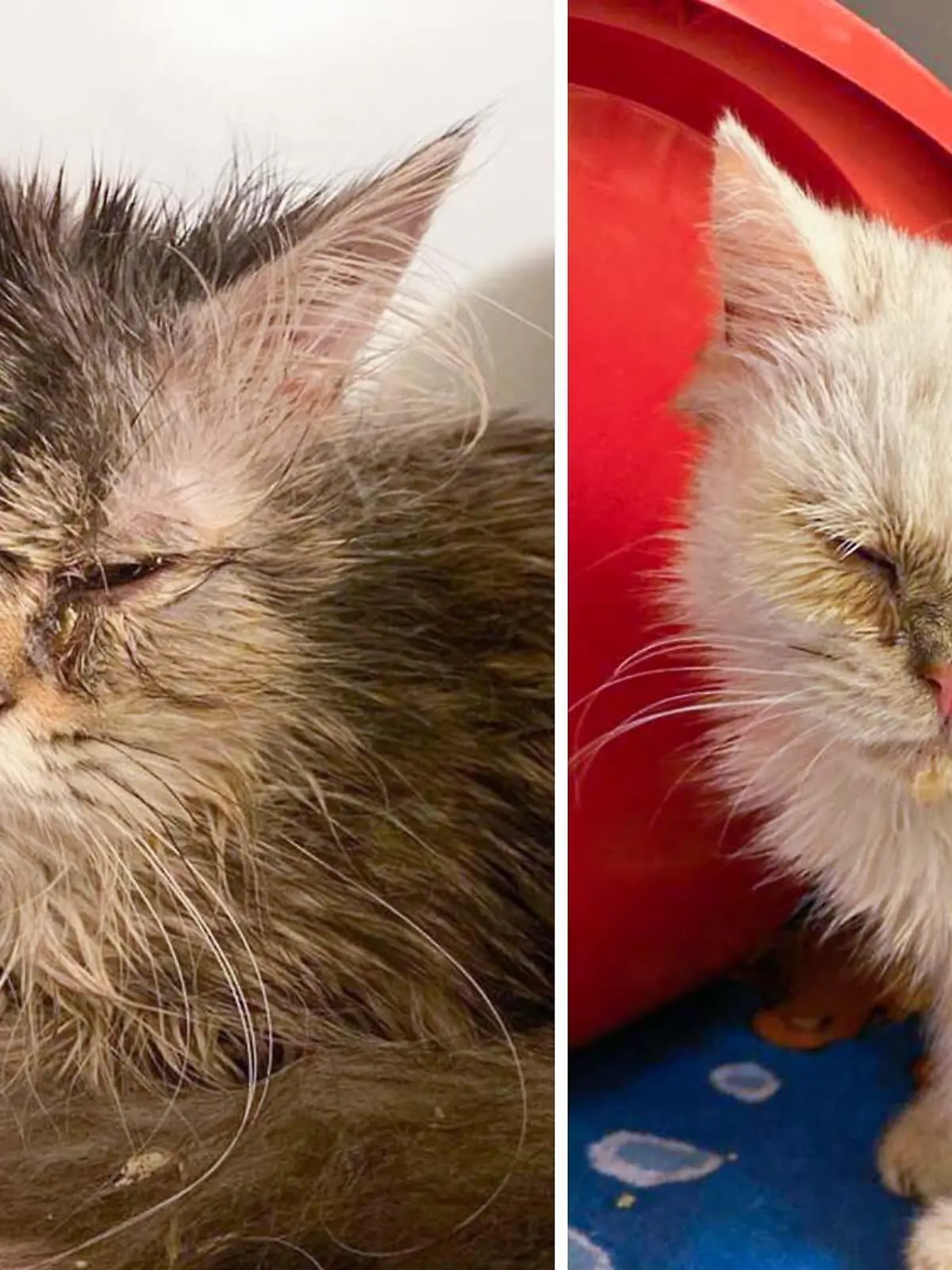 Im Tierheim Köln-Dellbrück wurden vor wenigen Tagen elf Rassekatzen abgegeben, die sich in einem kritischen Zustand befinden.