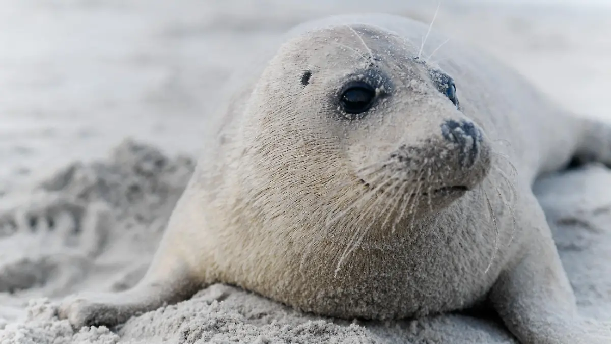 Kegelrobben (Halichoerus grypus) bringen ihren Nachwuchs mitten im Winter zur Welt. 