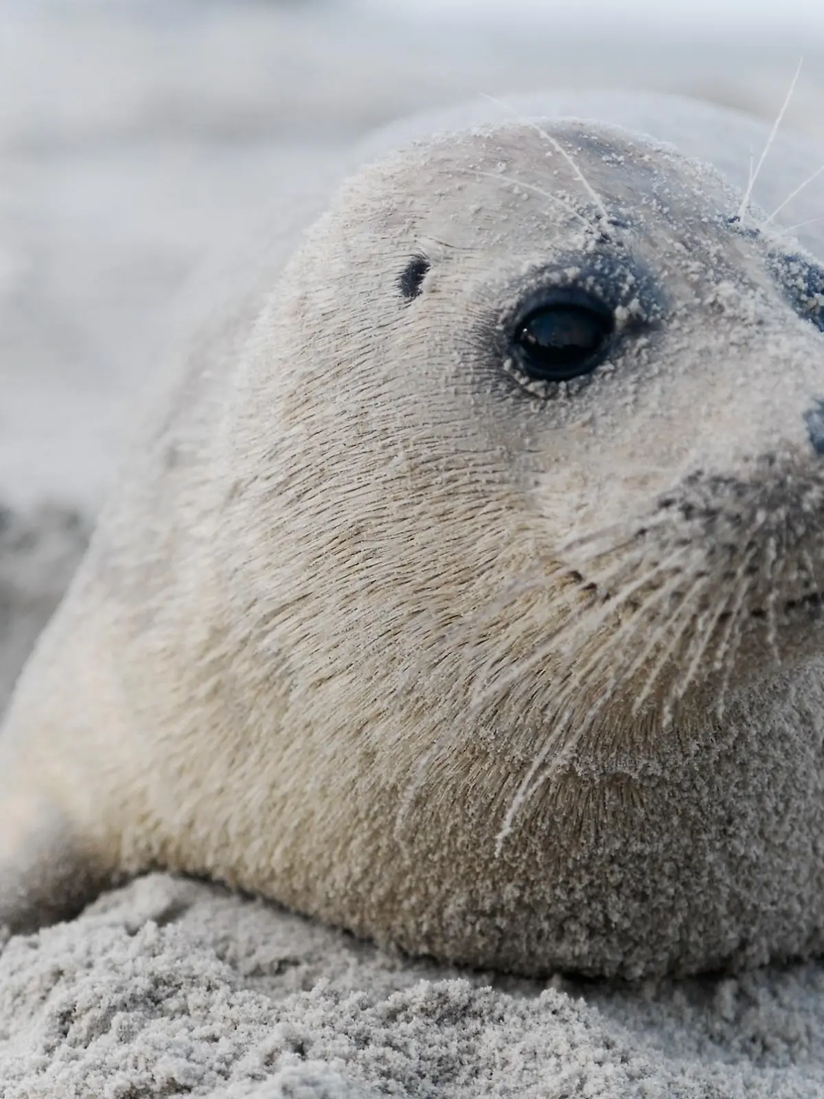 Kegelrobben (Halichoerus grypus) bringen ihren Nachwuchs mitten im Winter zur Welt. 
