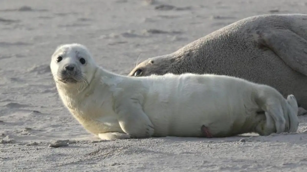 Die Kegelrobben auf Helgoland haben den ersten Nachwuchs der Saison. Foto: Bodo Marks/Archiv