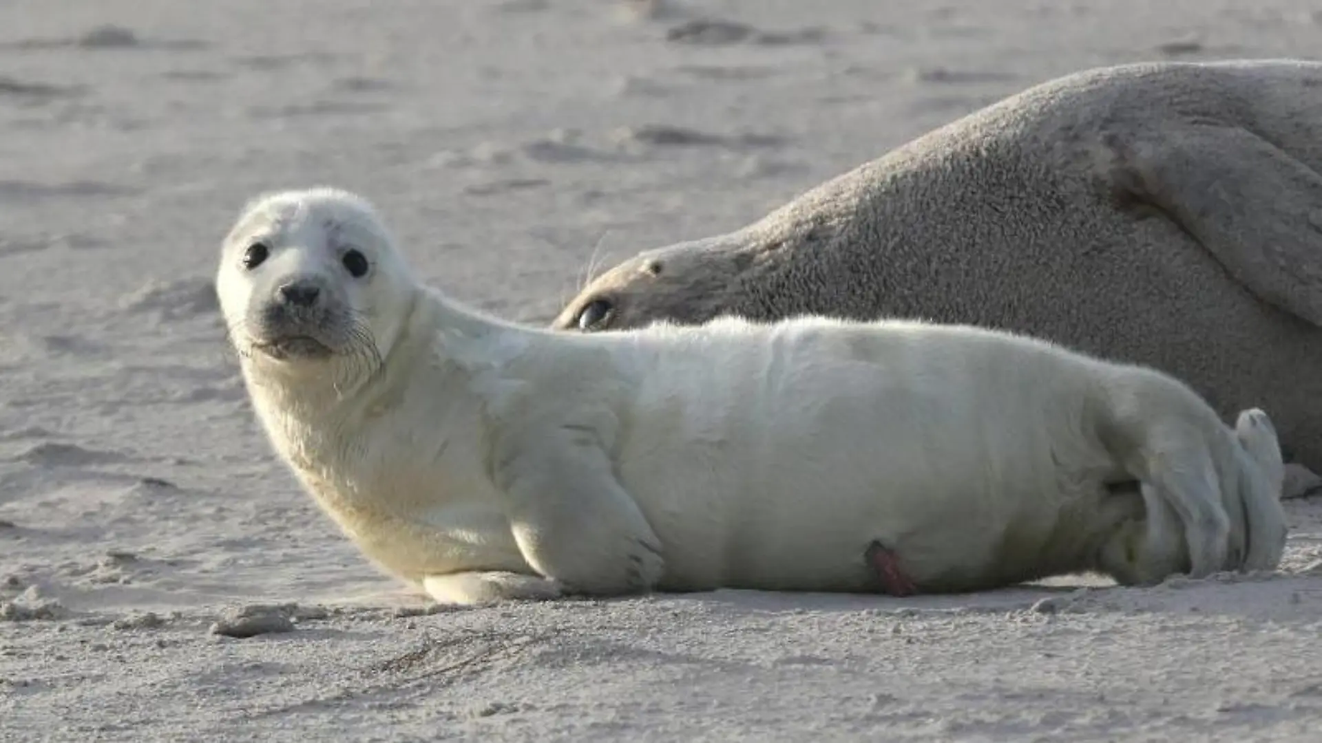 Die Kegelrobben auf Helgoland haben den ersten Nachwuchs der Saison. Foto: Bodo Marks/Archiv