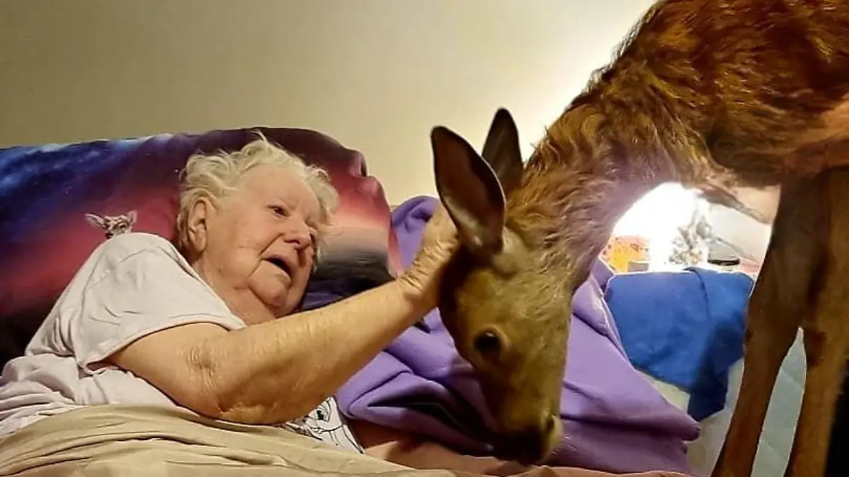 Bilder einer älteren Frau in Australien mit einem Reh