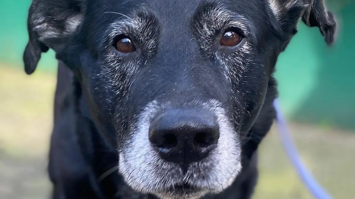 Hund Ursus