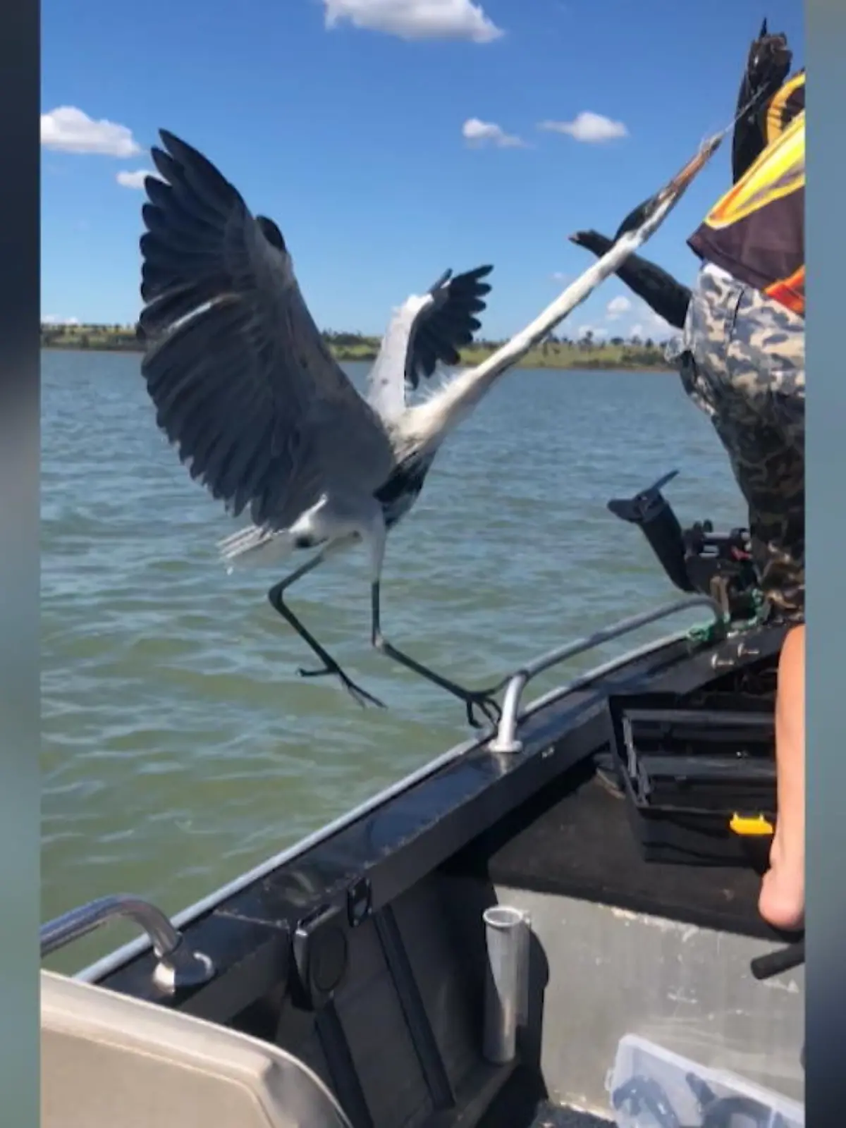Kraftlos strampelt er verzweifelt um sein Leben: In Brasilien hat sich ein Reiher in einer Angelschnur verfangen. Doch er hat Glück! Drei Freunde sehen das arme Tier – und fahren mit ihrem Boot zu dem Vogel. Schnell befreien sie ihn und lassen ihn wieder frei. Die heldenhafte Aktion zeigen wir im Video.