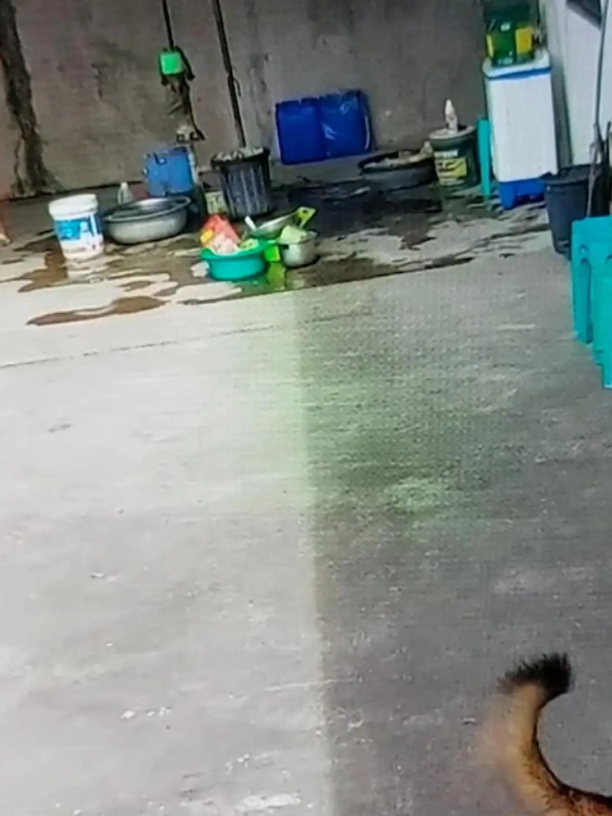 Ihr giftiger Biss wäre tödlich gewesen: Auf den Philippinen schlängelte eine Kobra auf eine schwangere Frau zu – doch ein mutiger Hund verteidigt sie.