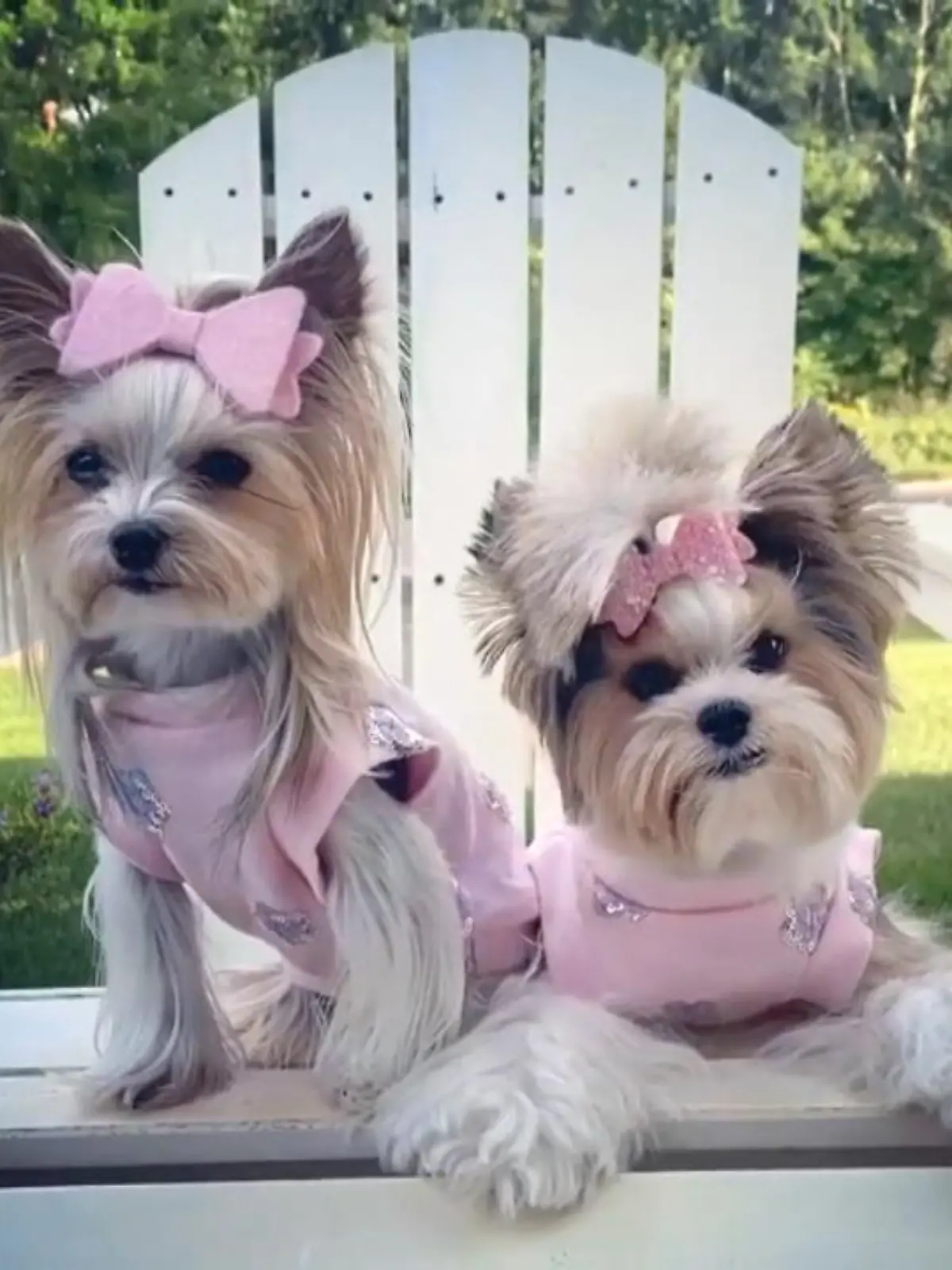 Diese Terrier haben einen Kleiderschrank, von dem Frau nur träumen kann. Designer Outfits in Hülle und Fülle für schlappe 16.000 Euro! Wahnsinn.
