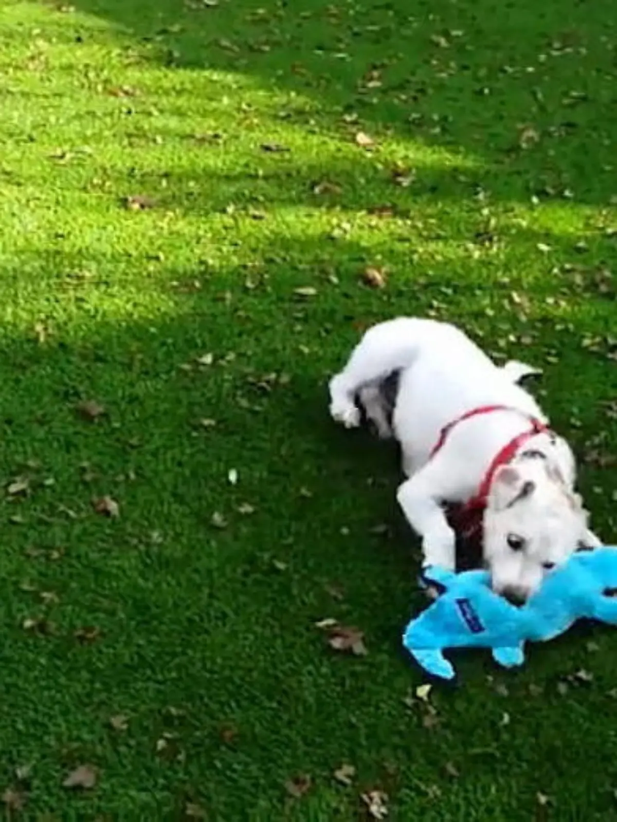 Seit 500 Tagen ist Buddy im Tierheim, seit 500 Tagen möchte ihn niemand adoptieren. Damit stellt der Terrier einen traurigen Rekord auf: Er ist der längste Besucher, den das britische Tierheim Brent Knoll jemals hatte.