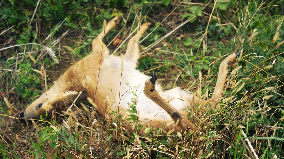 hit animal on roadside in France. ROE deer after collision with car in early morning