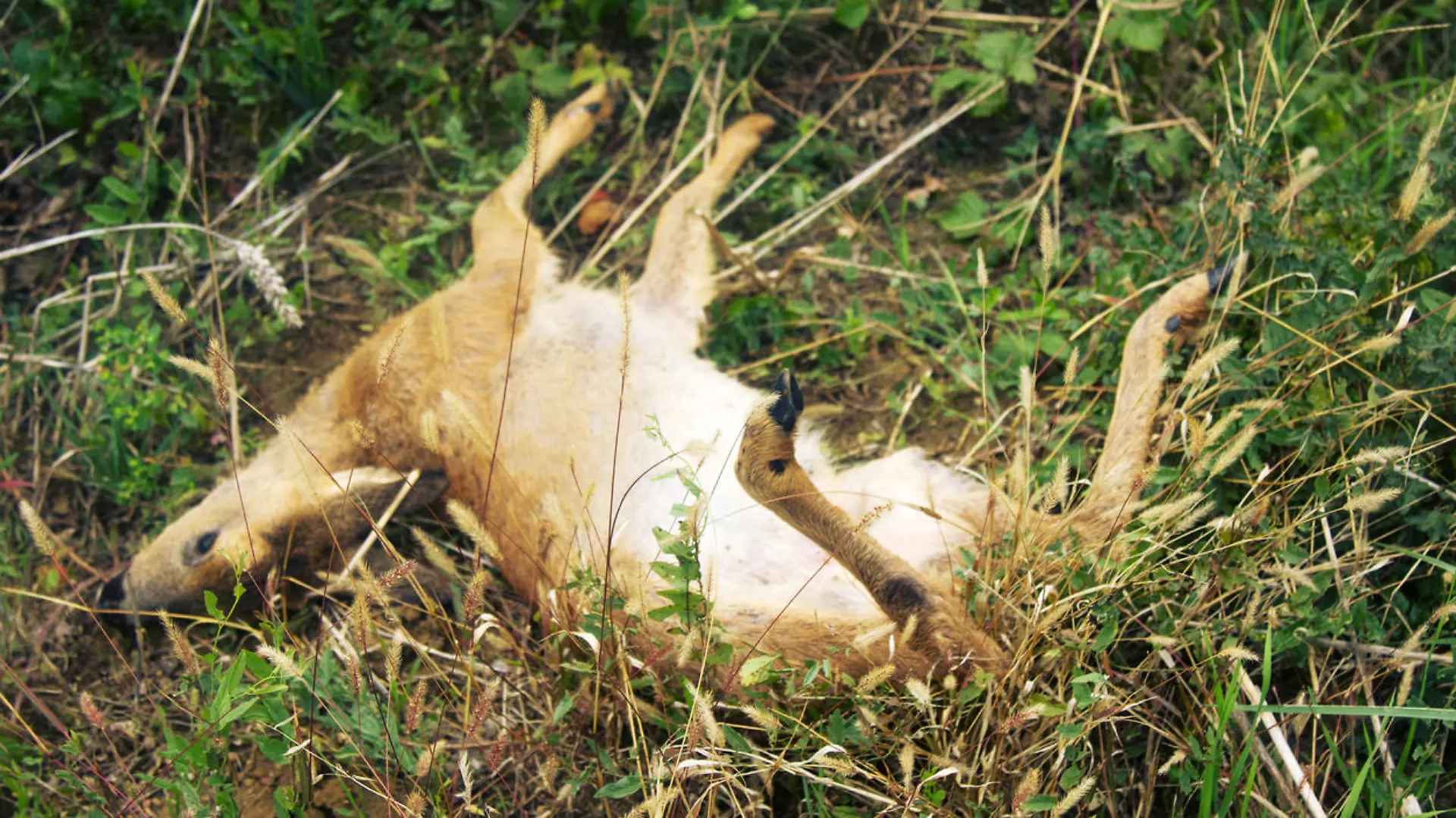 hit animal on roadside in France. ROE deer after collision with car in early morning