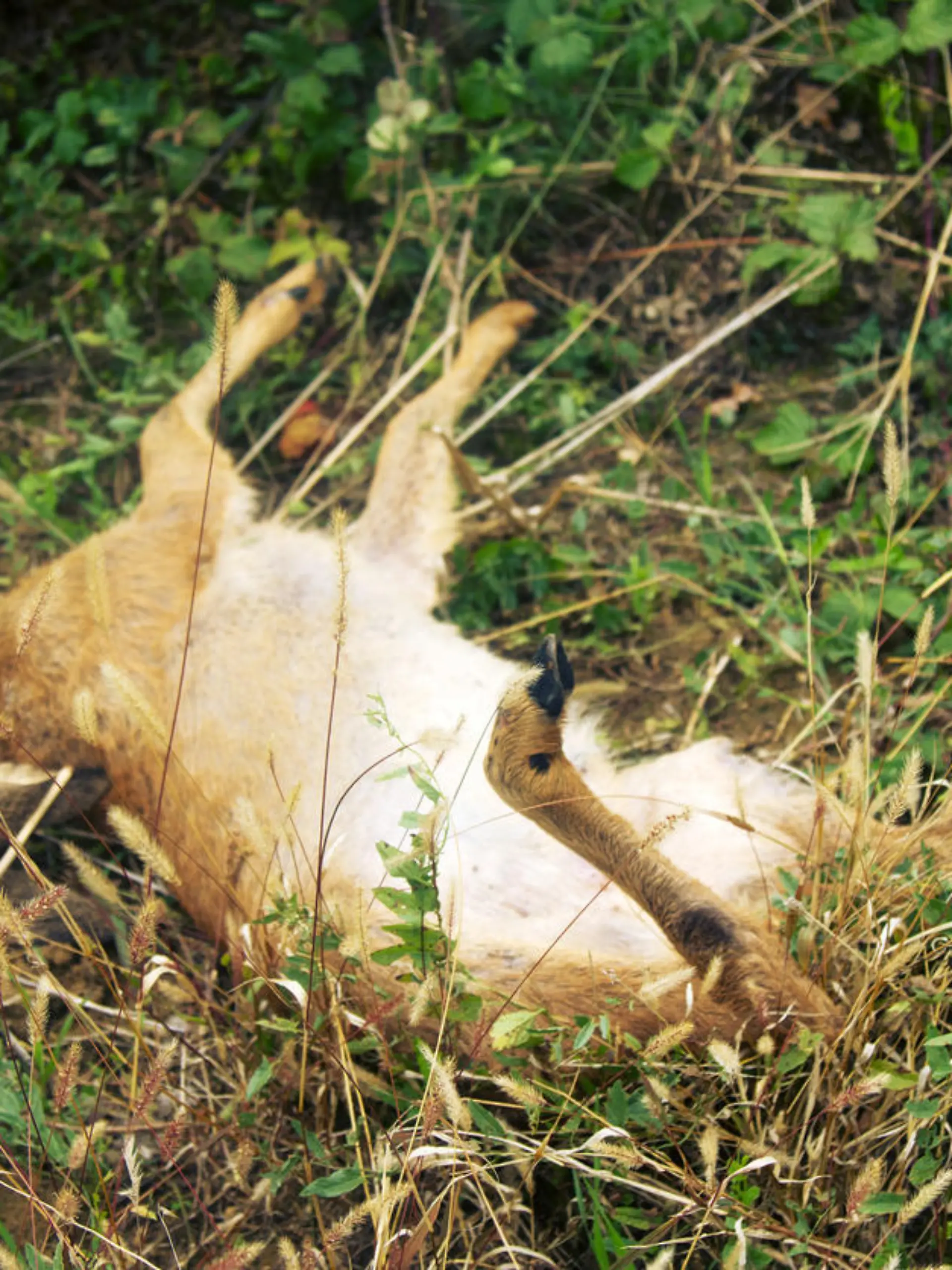 hit animal on roadside in France. ROE deer after collision with car in early morning