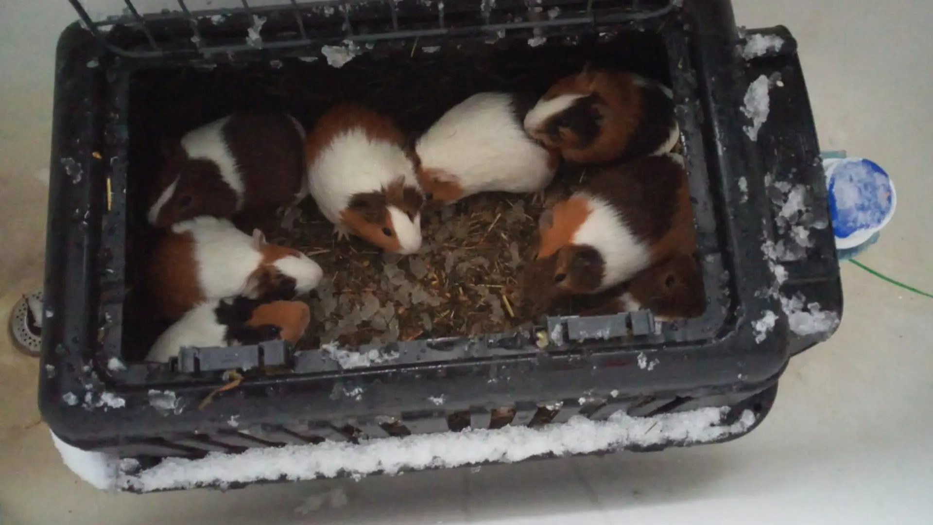 Diese süßen Meerschweinchen wurden einfach im Schnee ausgesetzt!