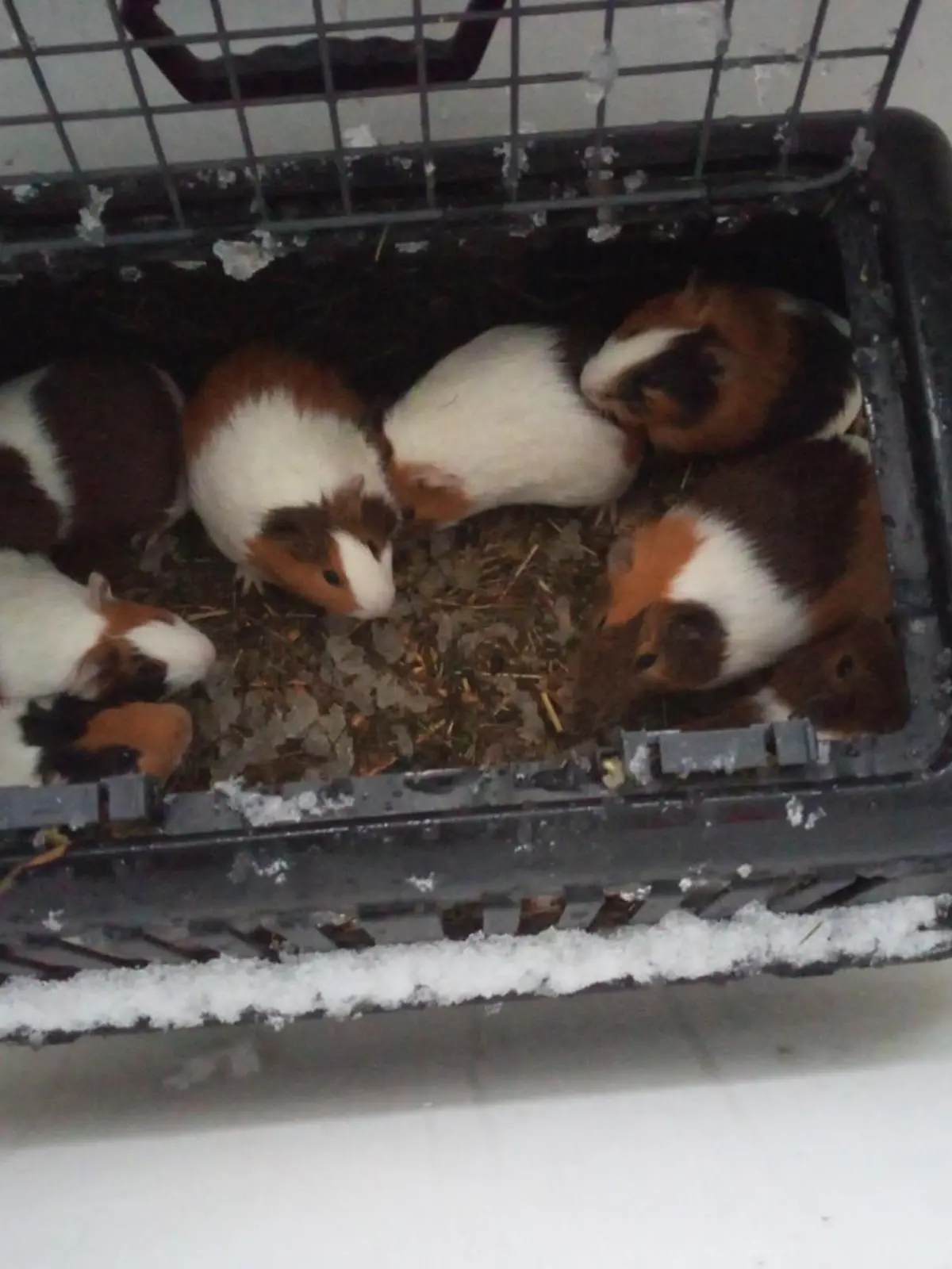 Diese süßen Meerschweinchen wurden einfach im Schnee ausgesetzt!