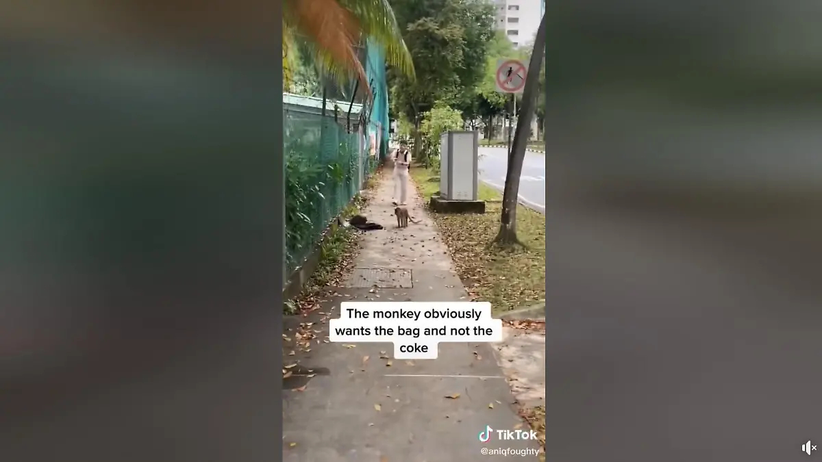 Affenverhandlung in Singapur