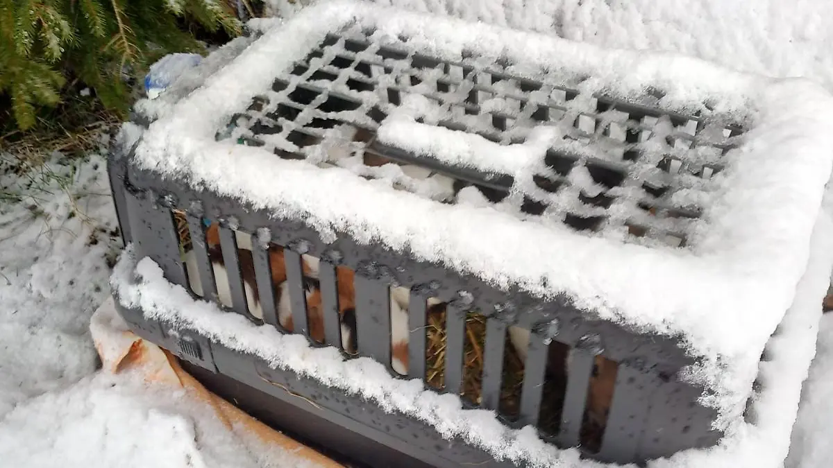 Diese süßen Meerschweinchen wurden einfach im Schnee ausgesetzt!