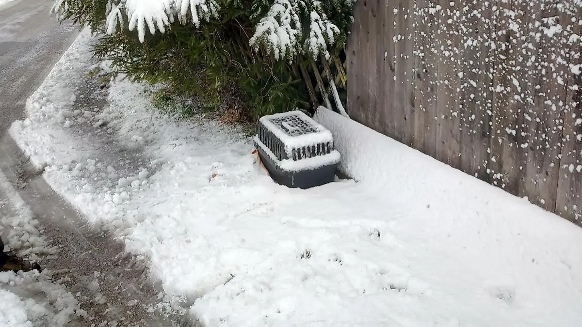 Diese süßen Meerschweinchen wurden einfach im Schnee ausgesetzt!