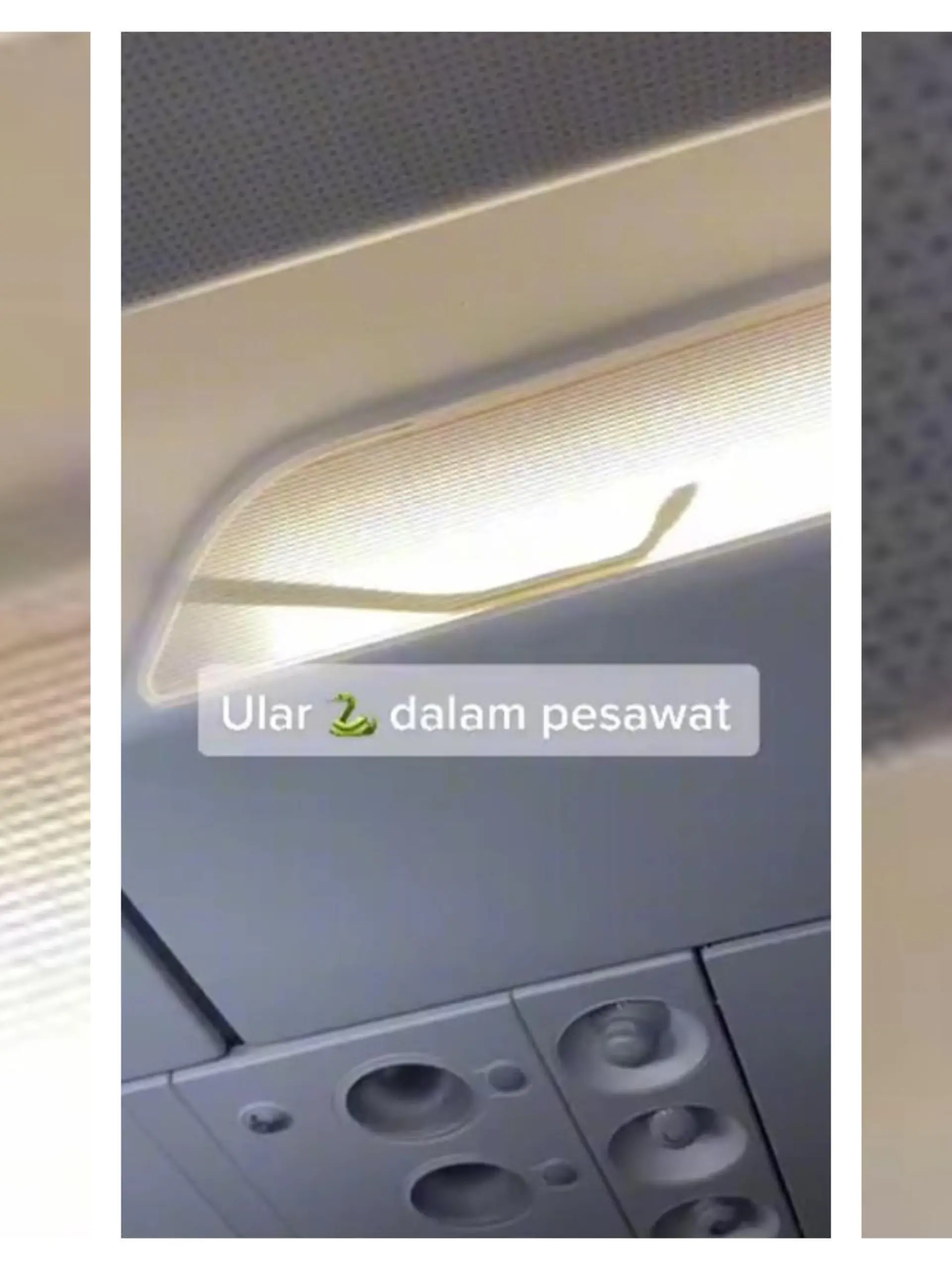 Schlangen-Sichtung beim Inlandsflug