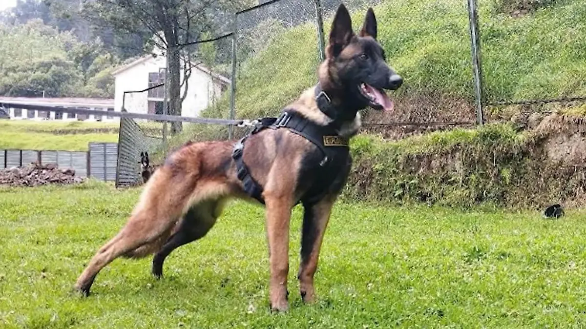 Belgischer Schäferhund