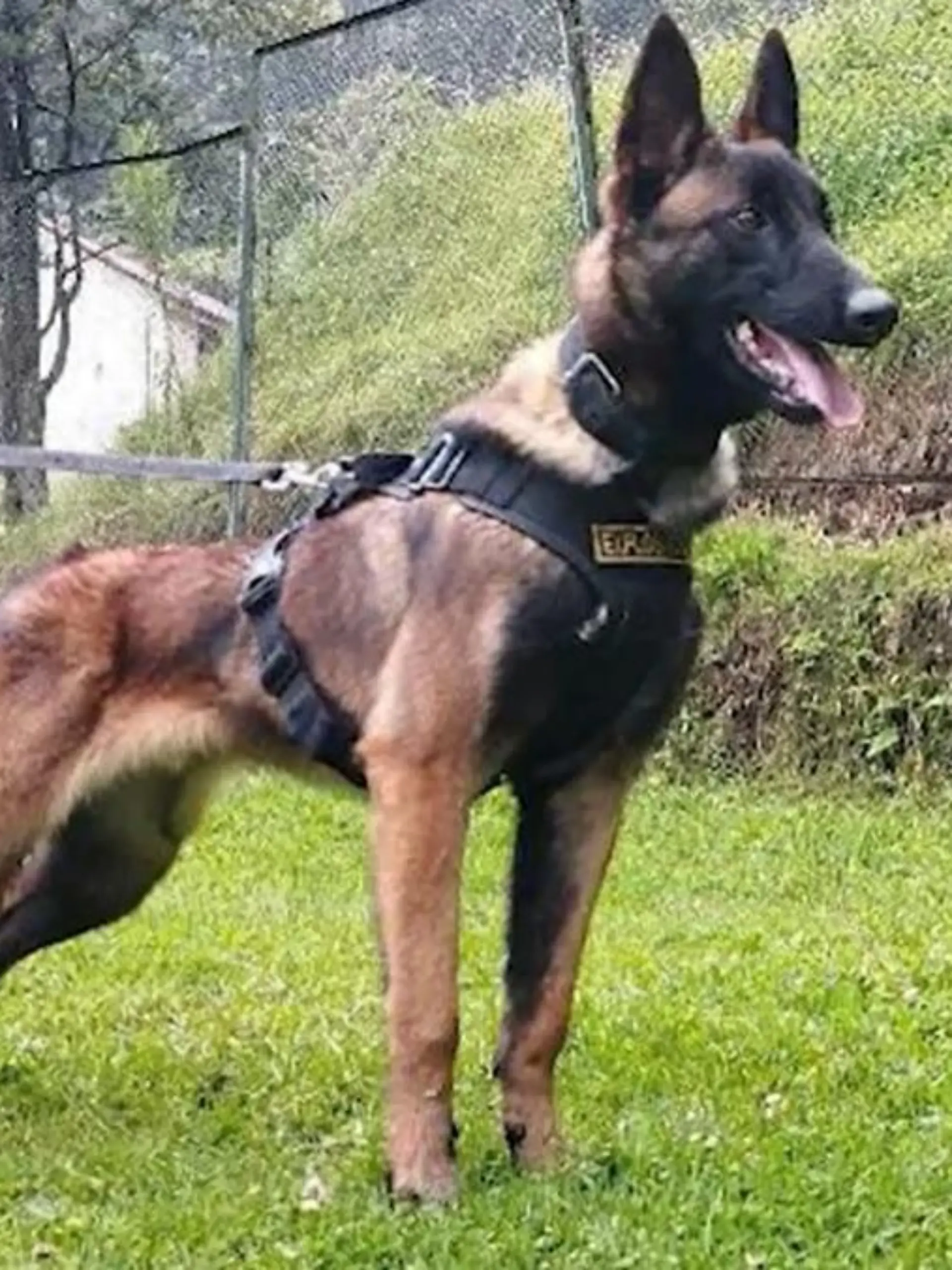 Belgischer Schäferhund