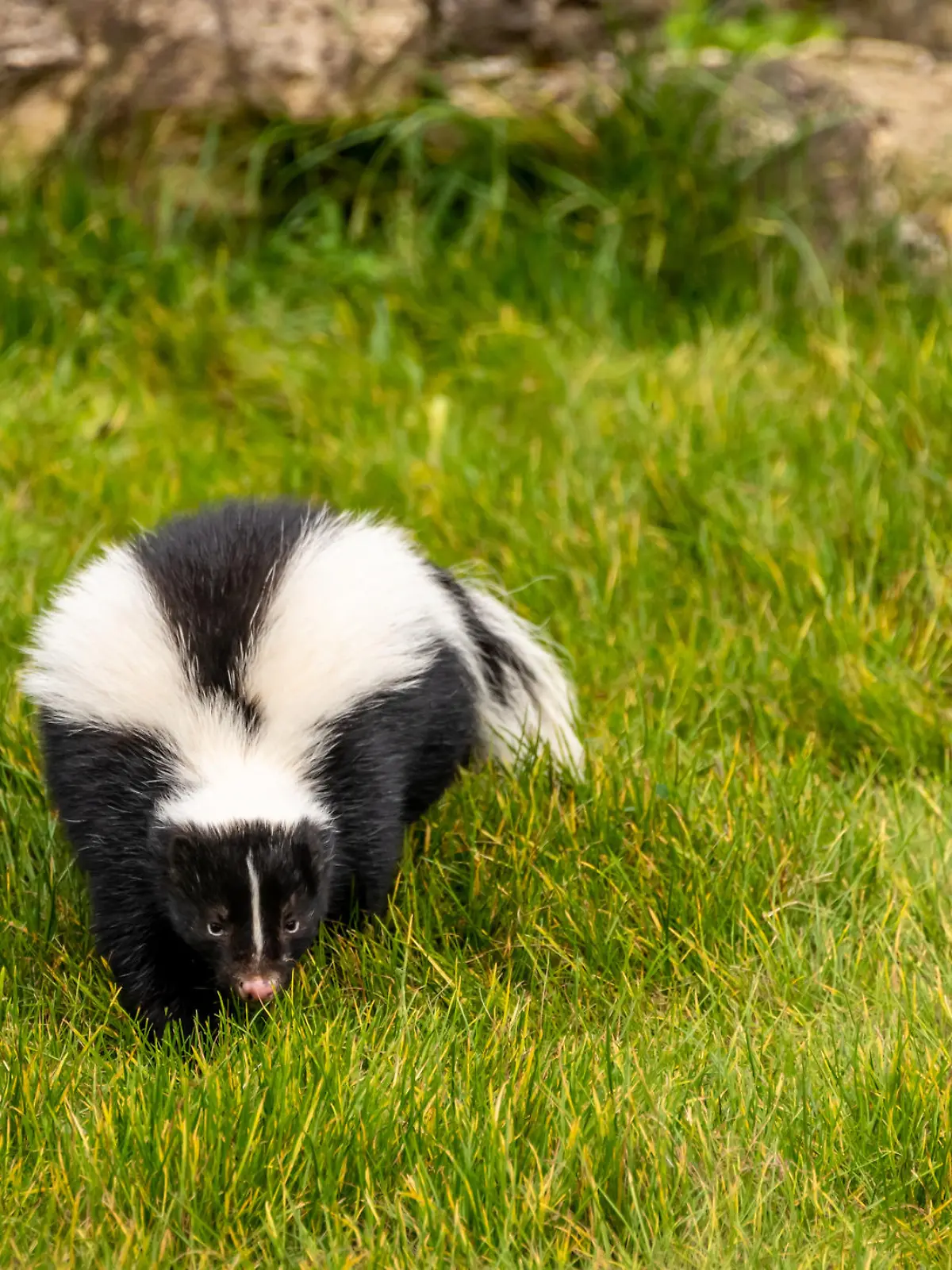 Adult Skunk (Mephitidae) in grass