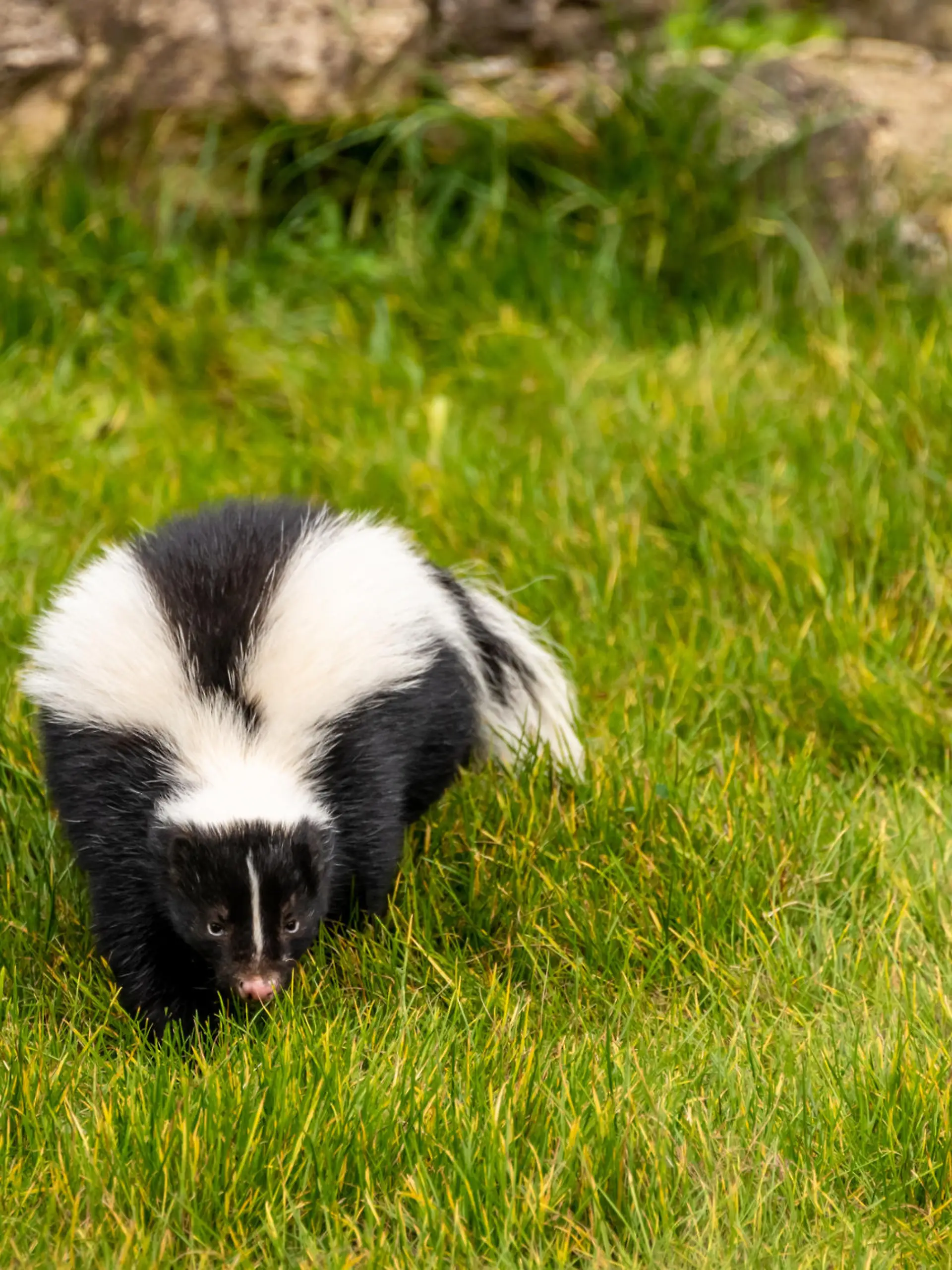 Adult Skunk (Mephitidae) in grass