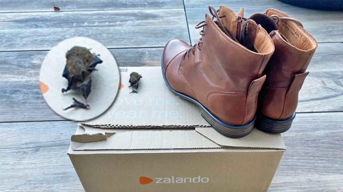 Hilfe, eine Fledermaus im Schuh! Ach du Schreck, wie kommt die denn da rein?