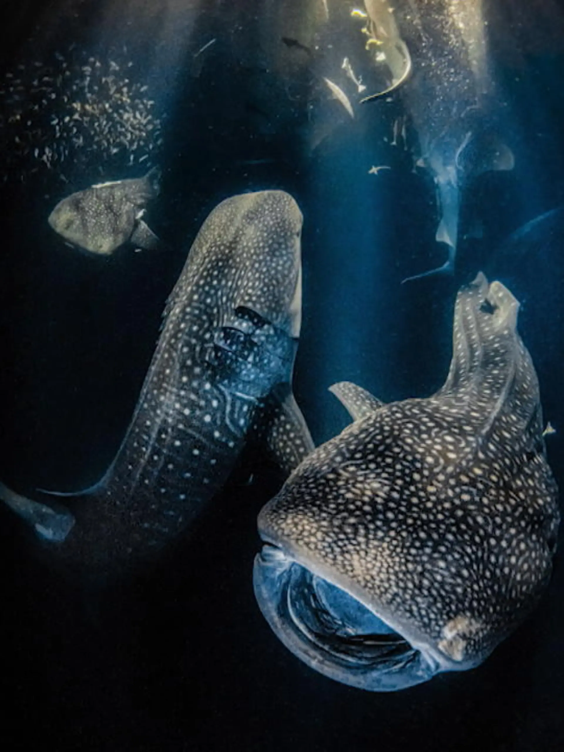 Der jährlich stattfindende Wettbewerb "Underwater Photographer of the Year" (UPY) hat die diesjährigen Gewinner in zahlreichen Kategorien bekannt gegeben, in denen die besten Fotografien unter der Wasseroberfläche von Ozeanen, Seen, Flüssen und Swimmingpools ausgezeichnet werden
