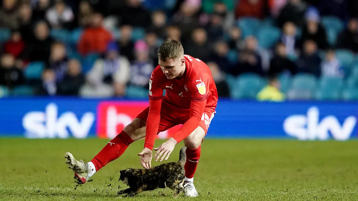 Sheffield Wednesday v Wigan Athletic - Sky Bet League One - Hillsborough. Wigan Athletics Jason Kerr attempts to remove a cat from the pitch during the Sky Bet League One match at Hillsborough, Sheffield. Picture date: Tuesday February 8, 2022. See PA story SOCCER Sheff Wed. Photo credit should read: Zac Goodwin/PA Wire. RESTRICTIONS: EDITORIAL USE ONLY No use with unauthorised audio, video, data, fixture lists, club/league logos or "live" services. Online in-match use limited to 120 images, no video emulation. No use in betting, games or single club/league/player publications. URN:65180332
