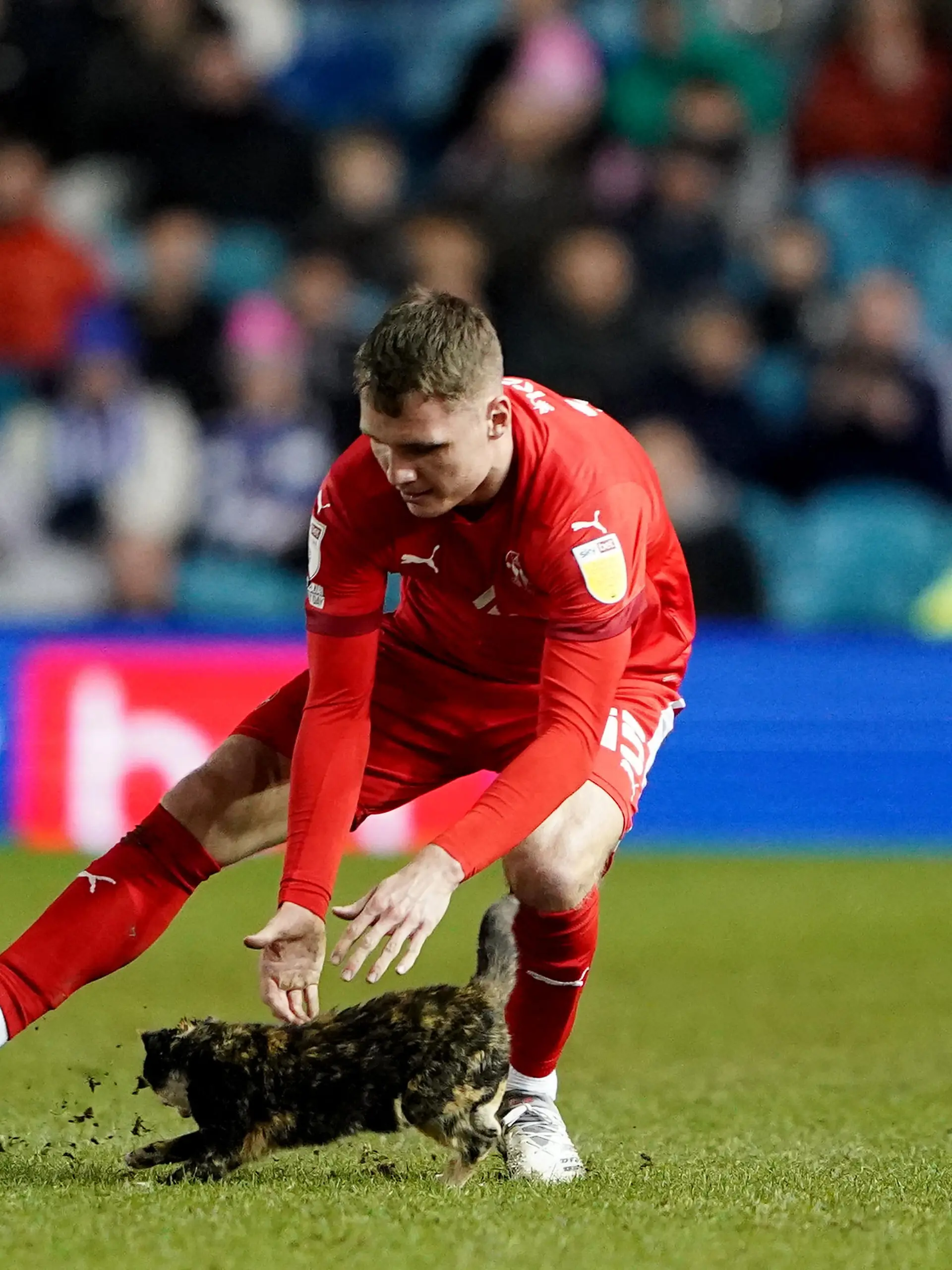 Sheffield Wednesday v Wigan Athletic - Sky Bet League One - Hillsborough. Wigan Athletics Jason Kerr attempts to remove a cat from the pitch during the Sky Bet League One match at Hillsborough, Sheffield. Picture date: Tuesday February 8, 2022. See PA story SOCCER Sheff Wed. Photo credit should read: Zac Goodwin/PA Wire. RESTRICTIONS: EDITORIAL USE ONLY No use with unauthorised audio, video, data, fixture lists, club/league logos or "live" services. Online in-match use limited to 120 images, no video emulation. No use in betting, games or single club/league/player publications. URN:65180332