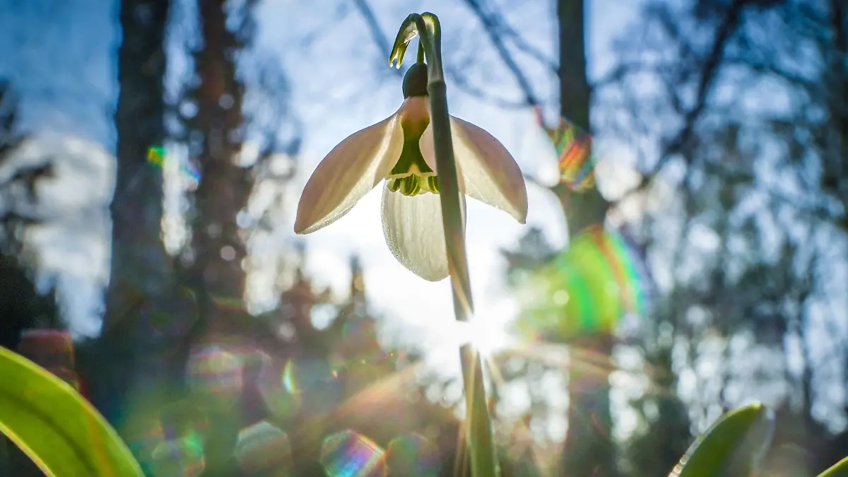 Ein Schneeglöckchen steht auf einer Wiese im Gegenlicht der tief stehenden Nachmittagssonne.
