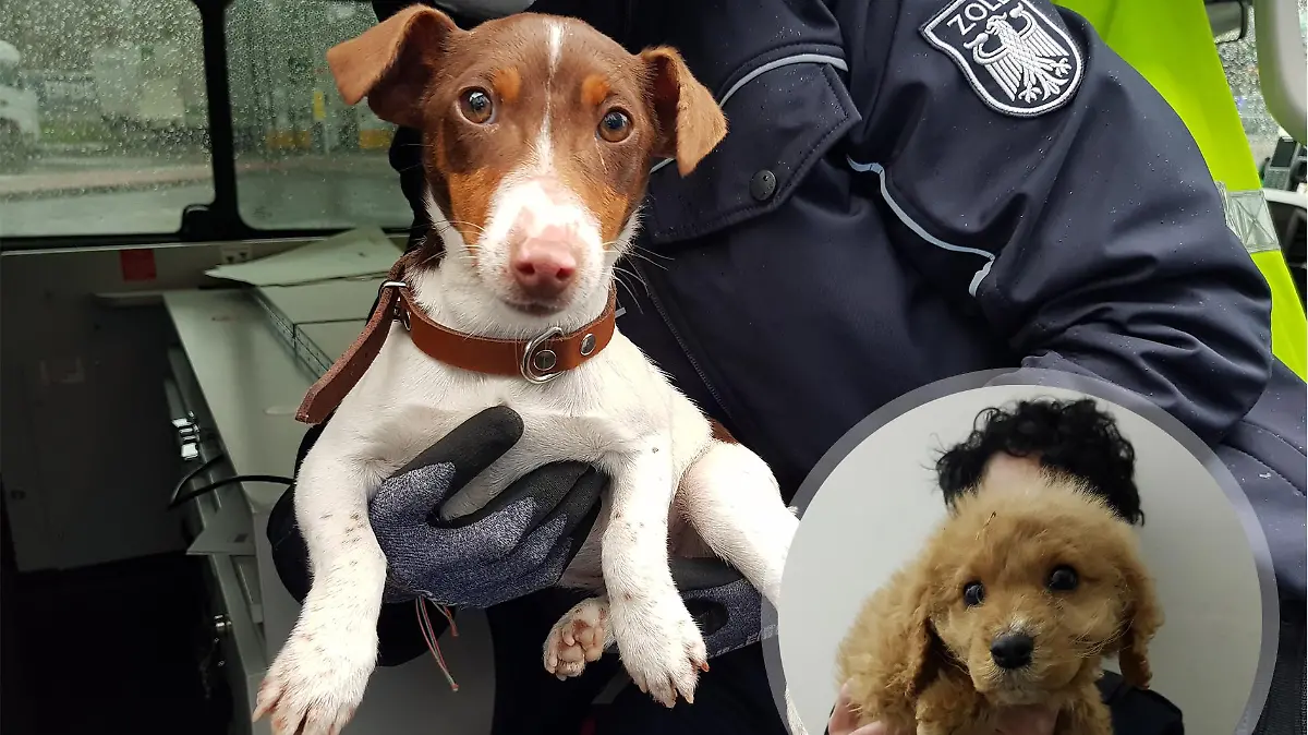 Diese Hundewelpen wurde am vergangenen Wochenende sichergestellt.