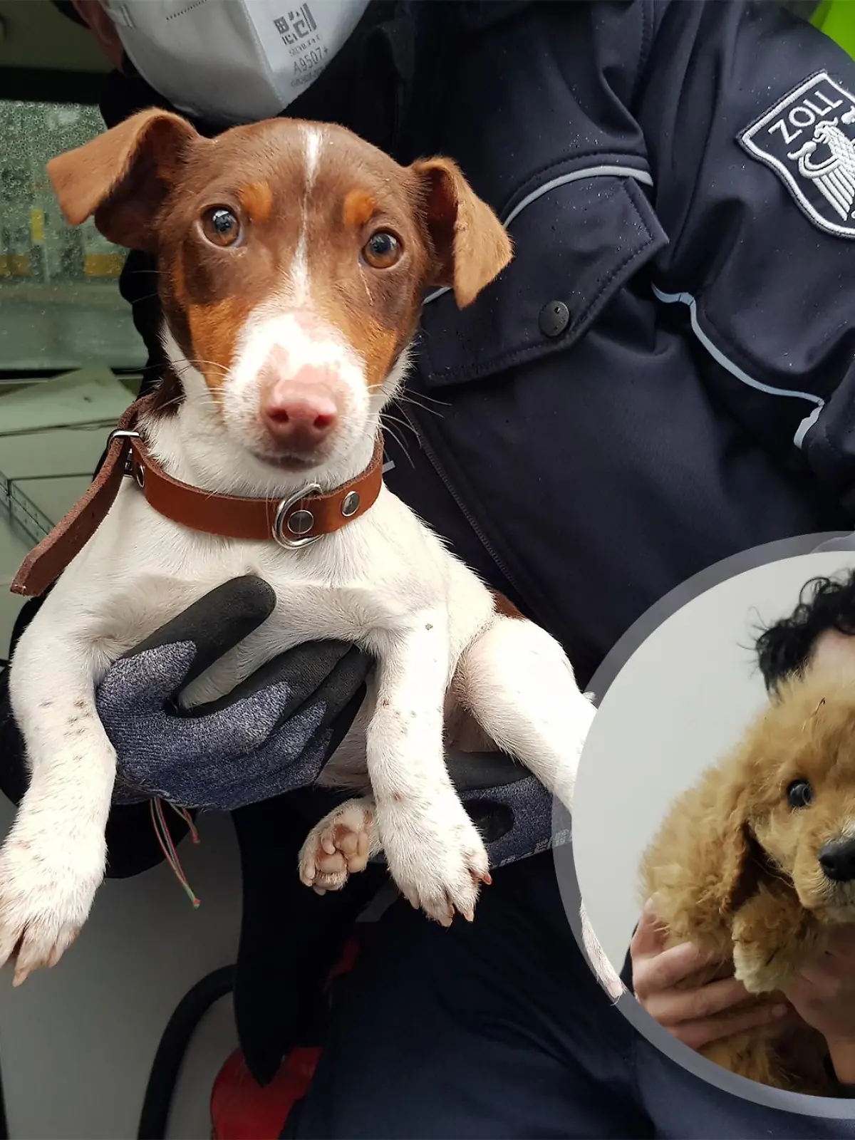 Diese Hundewelpen wurde am vergangenen Wochenende sichergestellt.