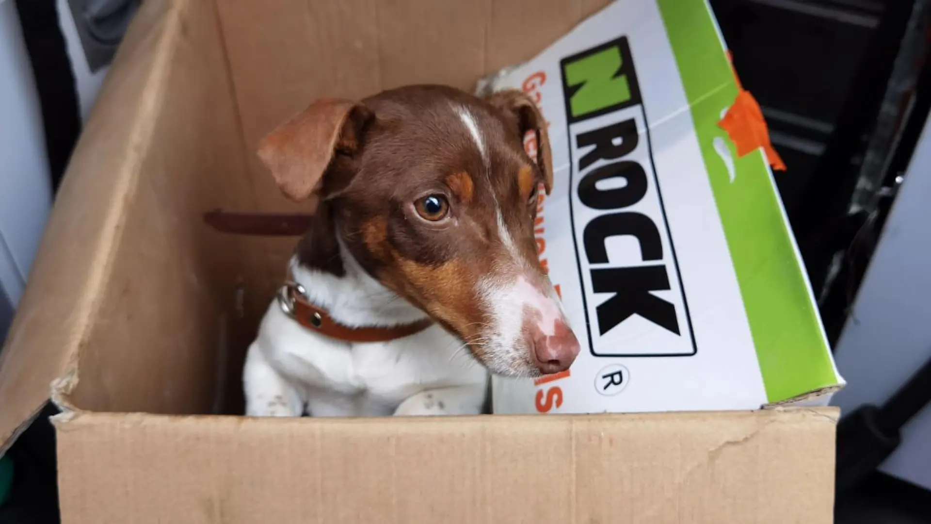 Hundewelpe2