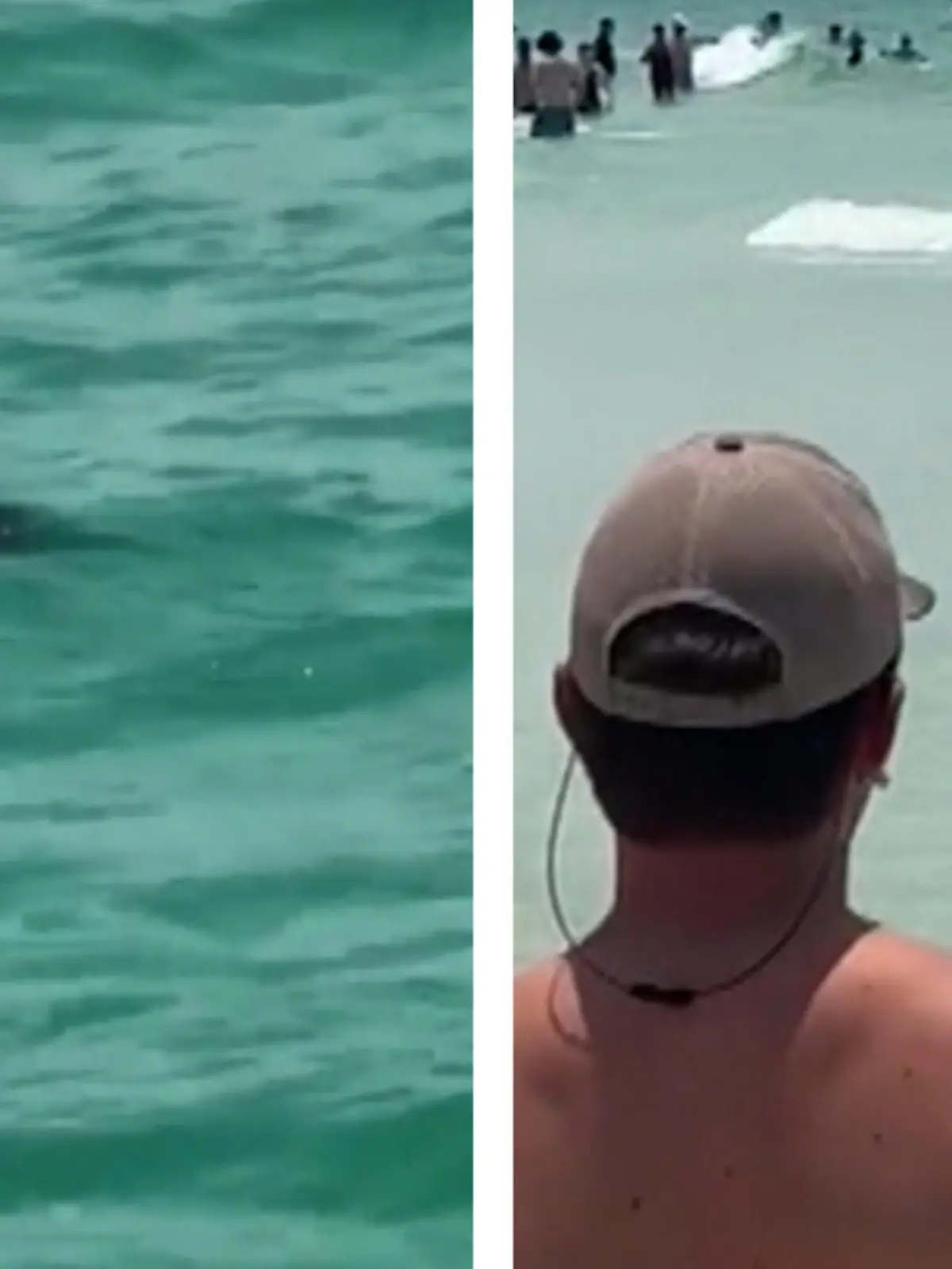 Am Strand schwimmt ein Schwarzbär mitten im Golf von Mexiko! Wo sich Badegäste eher von Haien oder Quallen in acht nehmen, schwimmt das Junge unbeirrt auf den Strand zu und sorgt für virales Videomaterial.