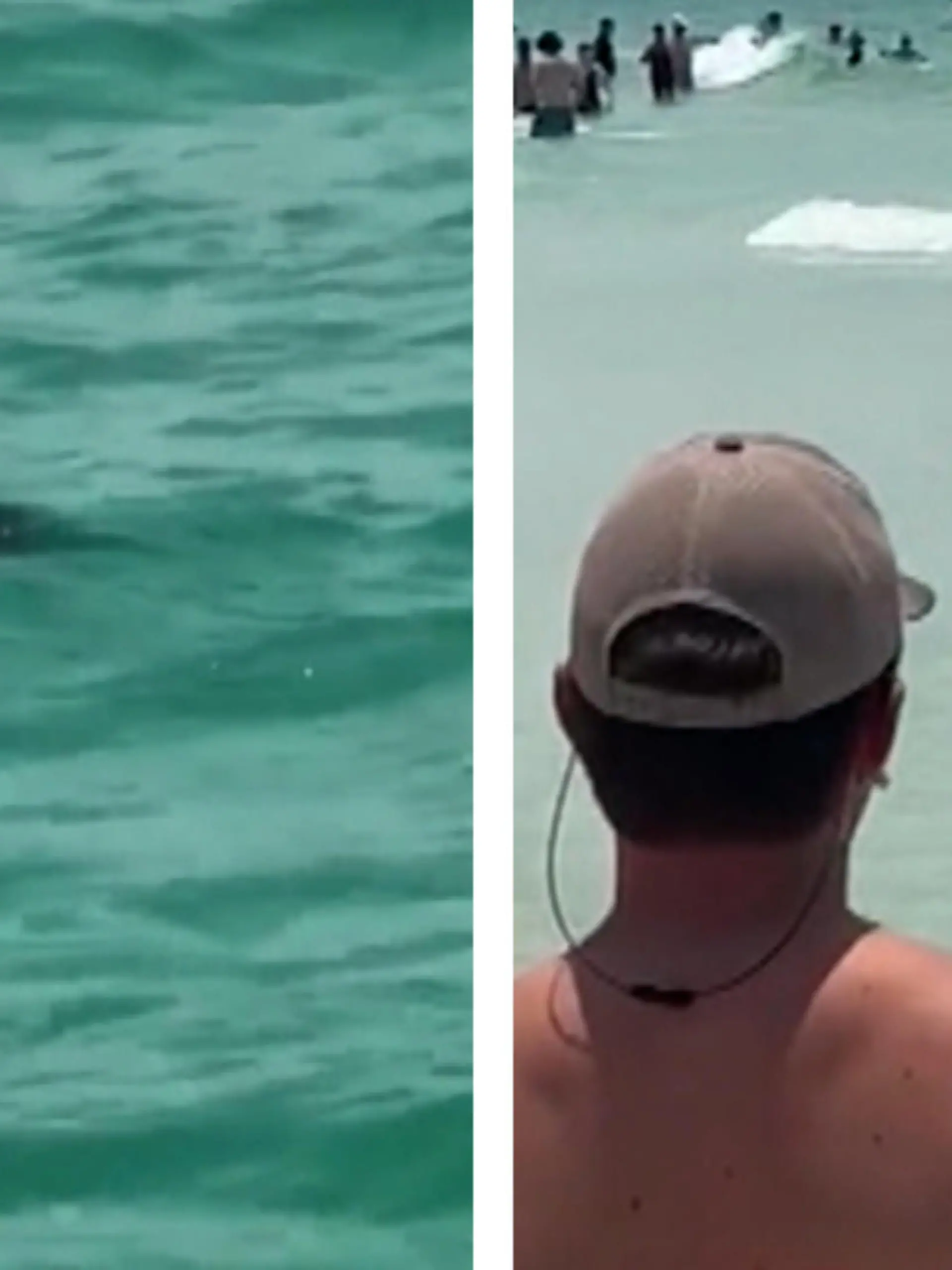 Am Strand schwimmt ein Schwarzbär mitten im Golf von Mexiko! Wo sich Badegäste eher von Haien oder Quallen in acht nehmen, schwimmt das Junge unbeirrt auf den Strand zu und sorgt für virales Videomaterial.