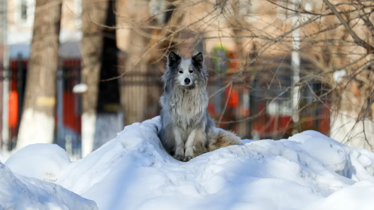 KEMEROVO, RUSSIA - FEBRUARY 6, 2022: A dog sits in the snow near the medical ward at Podgorbunsky Emergency Care Hospital which offers treatment to patients with COVID-19, in Kemerovo, southern Siberia. The dog was first spotted at the entrance to the hospital some one and a half years ago. Local people and the hospital staff believe that the dog is waiting for its owner who died at the hospital. The staff have named the dog Khatiko after the Japanese dog Hachiko for its loyalty. Danil Aikin/TASS