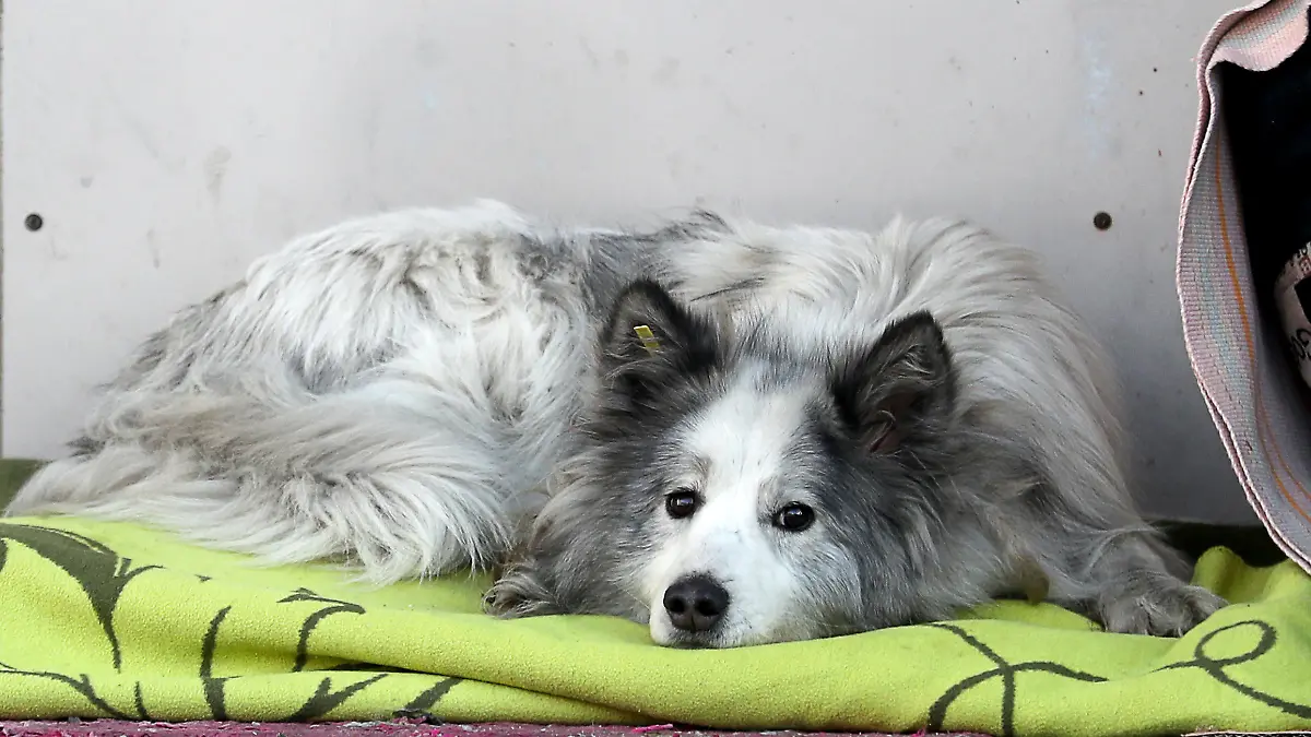 KEMEROVO, RUSSIA - FEBRUARY 6, 2022: A dog lies on a blanket at the entrance to the medical ward at Podgorbunsky Emergency Care Hospital which offers treatment to patients with COVID-19, in Kemerovo, southern Siberia. The dog was first spotted at the entrance to the hospital some one and a half years ago. Local people and the hospital staff believe that the dog is waiting for its owner who died at the hospital. The staff have named the dog Khatiko after the Japanese dog Hachiko for its loyalty. Danil Aikin/TASS
