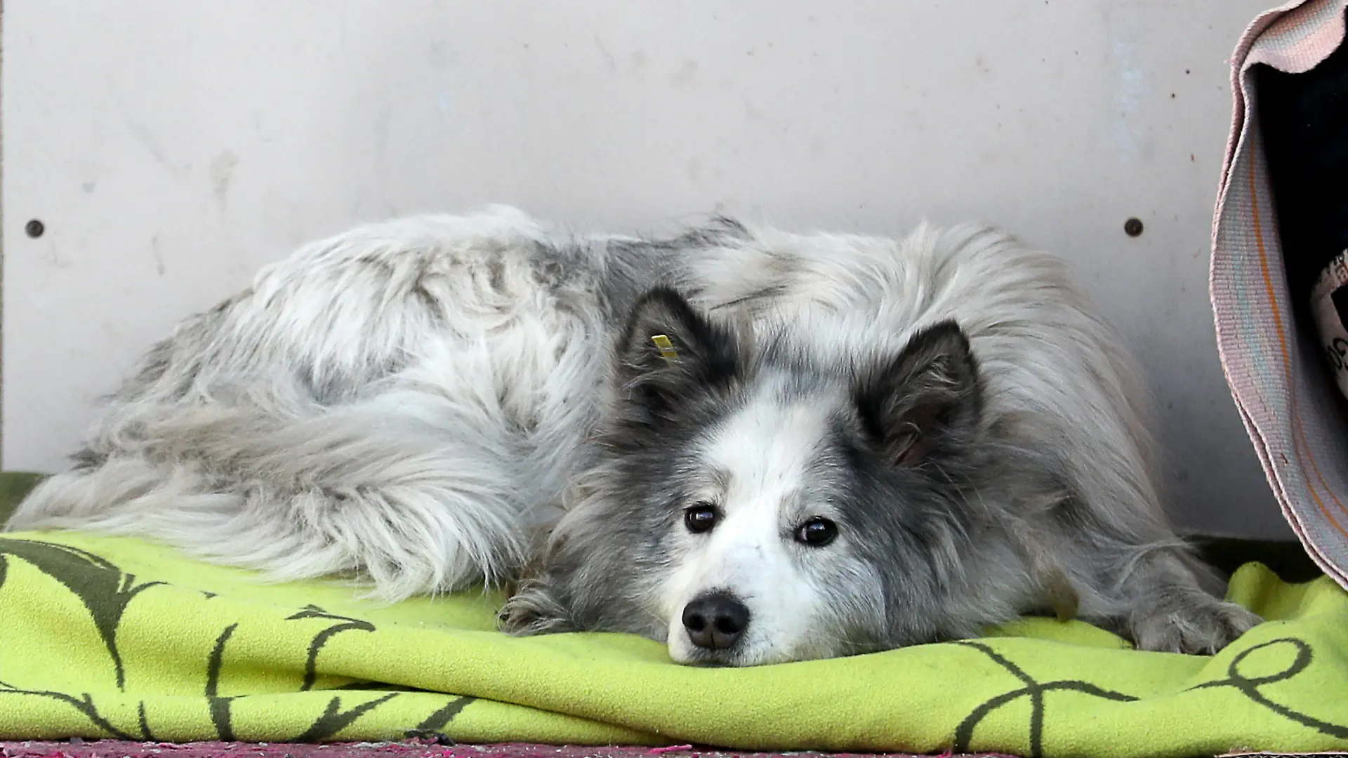 KEMEROVO, RUSSIA - FEBRUARY 6, 2022: A dog lies on a blanket at the entrance to the medical ward at Podgorbunsky Emergency Care Hospital which offers treatment to patients with COVID-19, in Kemerovo, southern Siberia. The dog was first spotted at the entrance to the hospital some one and a half years ago. Local people and the hospital staff believe that the dog is waiting for its owner who died at the hospital. The staff have named the dog Khatiko after the Japanese dog Hachiko for its loyalty. Danil Aikin/TASS