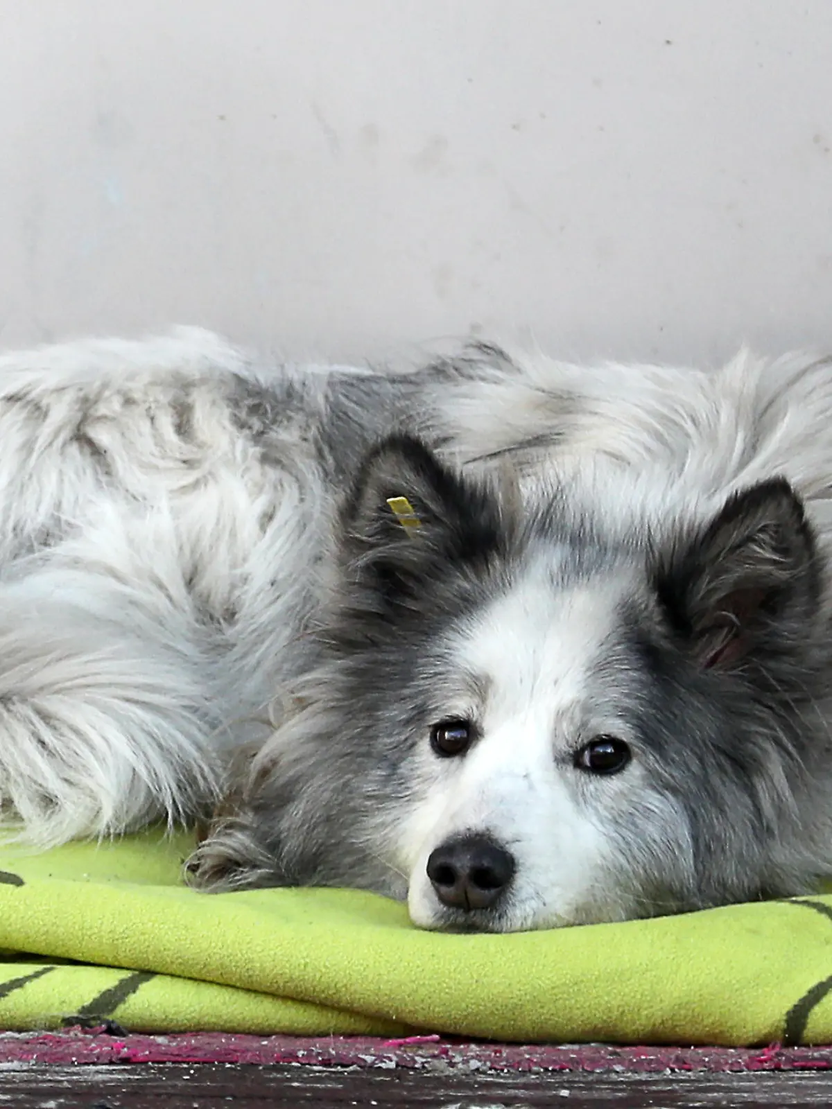 KEMEROVO, RUSSIA - FEBRUARY 6, 2022: A dog lies on a blanket at the entrance to the medical ward at Podgorbunsky Emergency Care Hospital which offers treatment to patients with COVID-19, in Kemerovo, southern Siberia. The dog was first spotted at the entrance to the hospital some one and a half years ago. Local people and the hospital staff believe that the dog is waiting for its owner who died at the hospital. The staff have named the dog Khatiko after the Japanese dog Hachiko for its loyalty. Danil Aikin/TASS