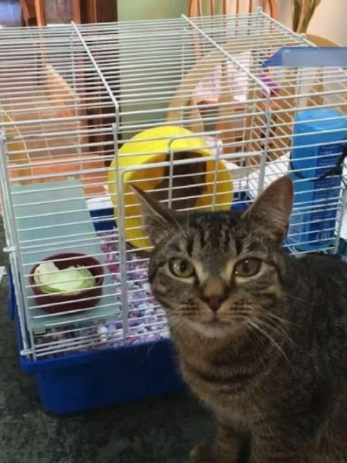 Damit hat keiner mehr gerechnet: Im August 2015 verschwindet die Katze Ashes von Denise Cilley.
Genau an dem Geburtstag ihrer Tochter. Sie suchen vergebens und glauben, dass die Katze umgekommen ist. Knapp 7 Jahre später taucht Ashes aber in Florida wieder auf – also gut 2500 Kilometer von ihrer Heimat entfernt.