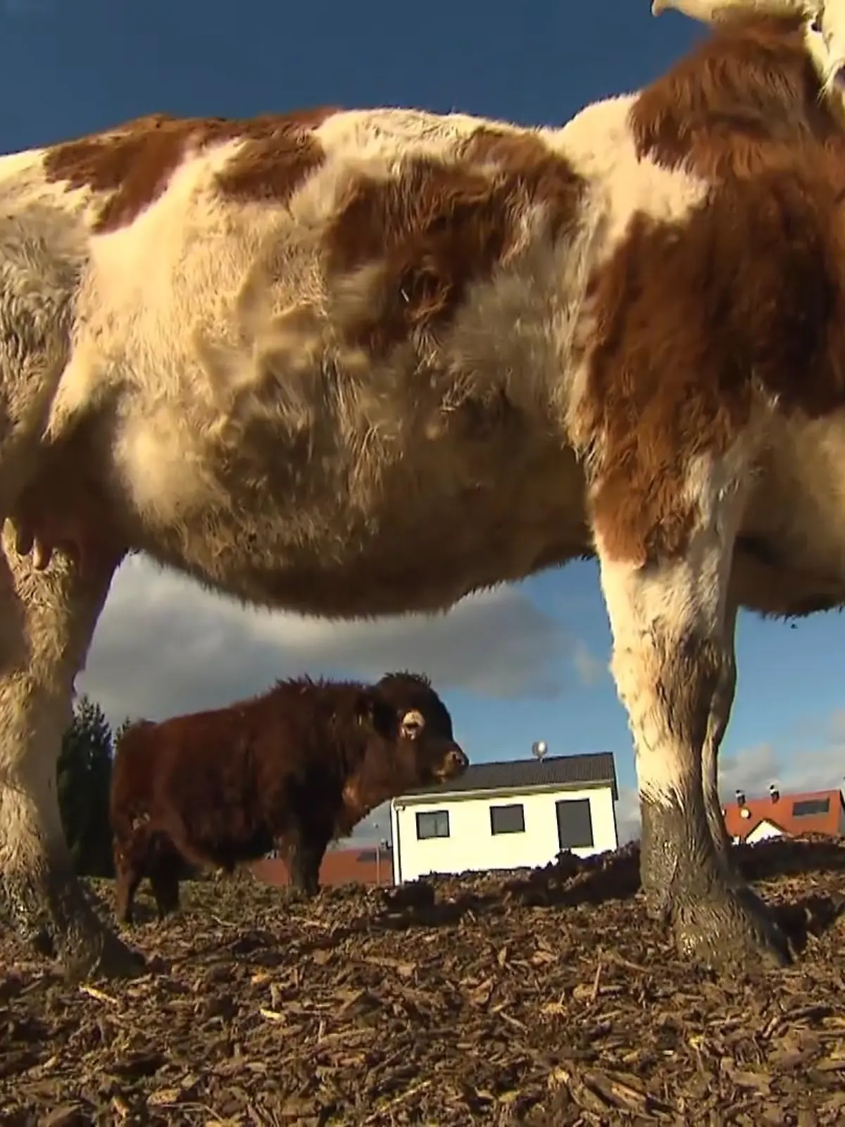 Bild zu: "Mini-Stier vor Schlachter gerettet"