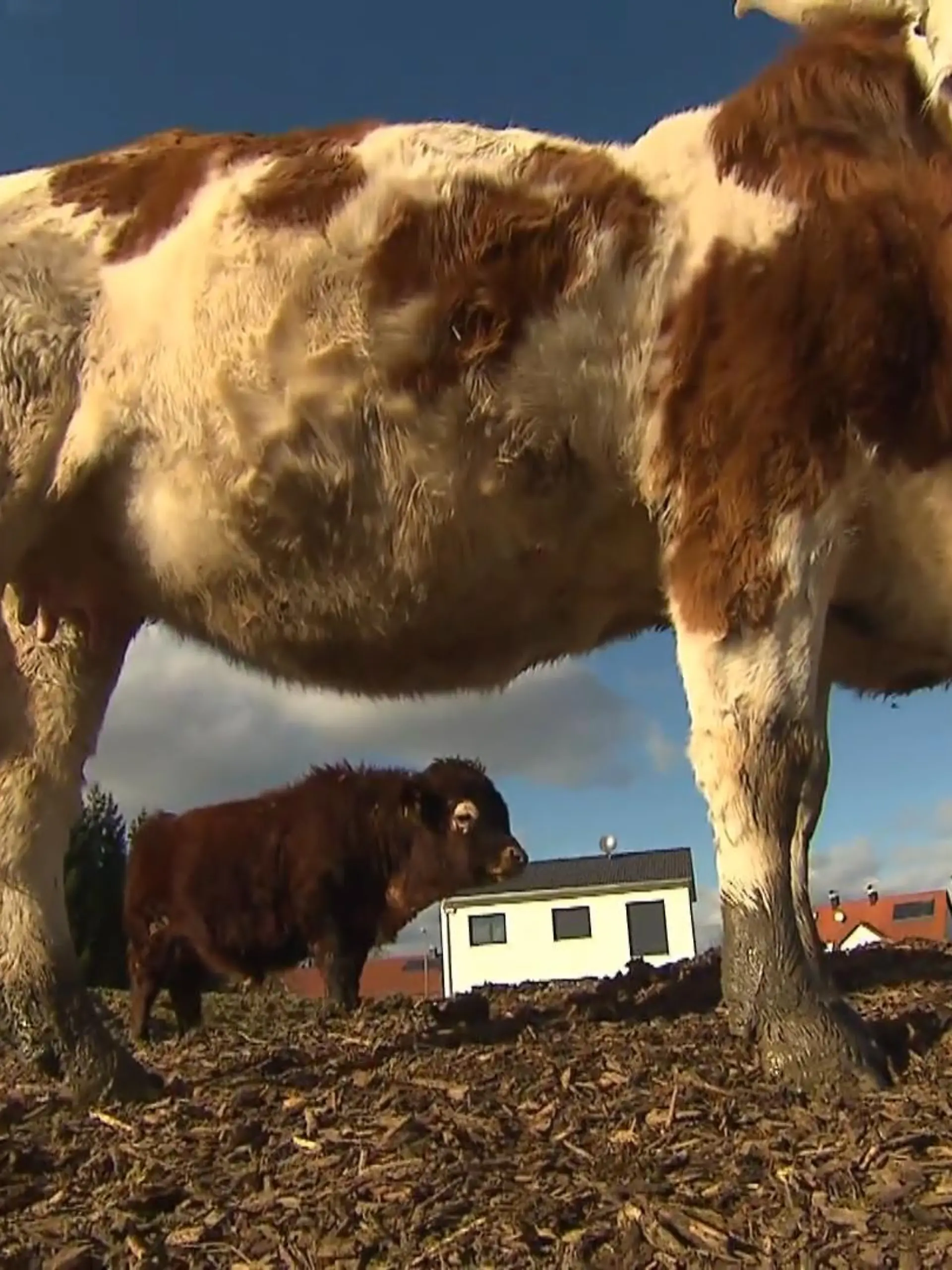 Bild zu: "Mini-Stier vor Schlachter gerettet"